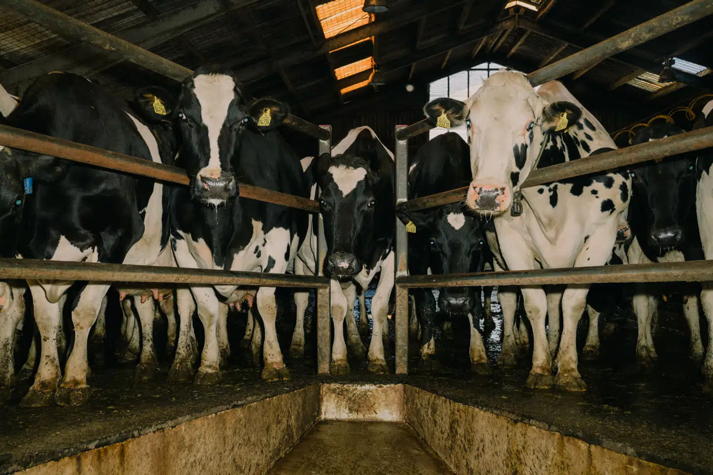 Når man taler om en CO₂-afgift på landbruget, er det især mælkeproducenter og landbrug med en stor kvægbesætning, der står til at blive ramt. To forskeres opsigtsvækkende kritik af en central analyse skaber nu glæde hos landbrugslobbyen.
