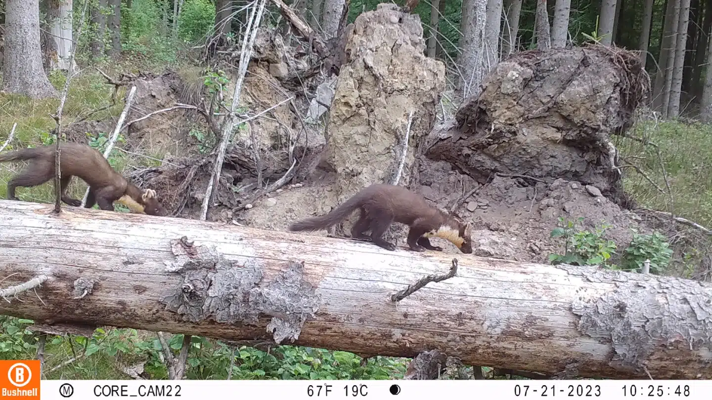 Skovmåren er et mellemstort rovdyr i mårfamilien, overvejende nataktiv og knyttet til skov.