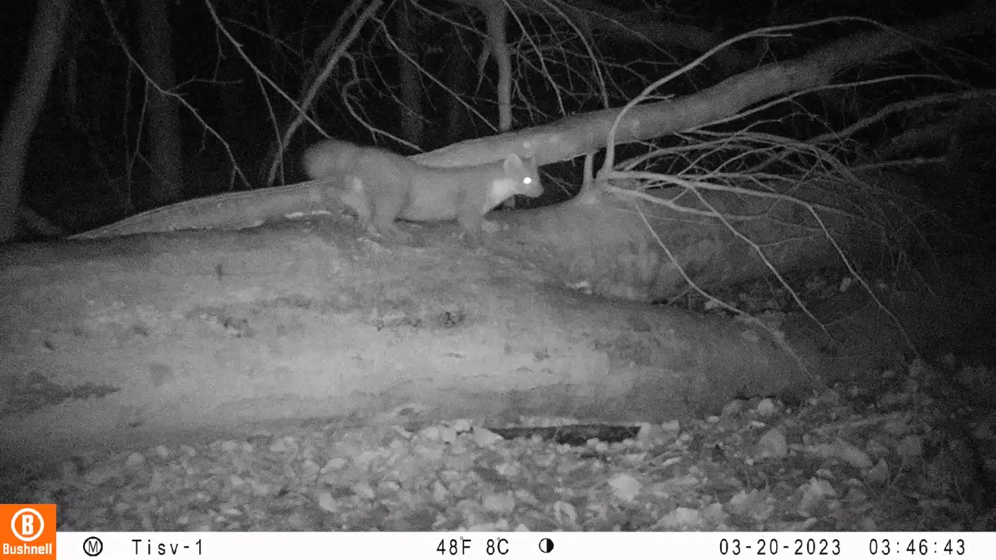 I løbet af 11 måneder registrerede Nationalpark Kongernes Nordsjælland, Naturstyrelsen, Aarhus Universitet og en række frivillige skovmårens færden i nordsjællandske skove.