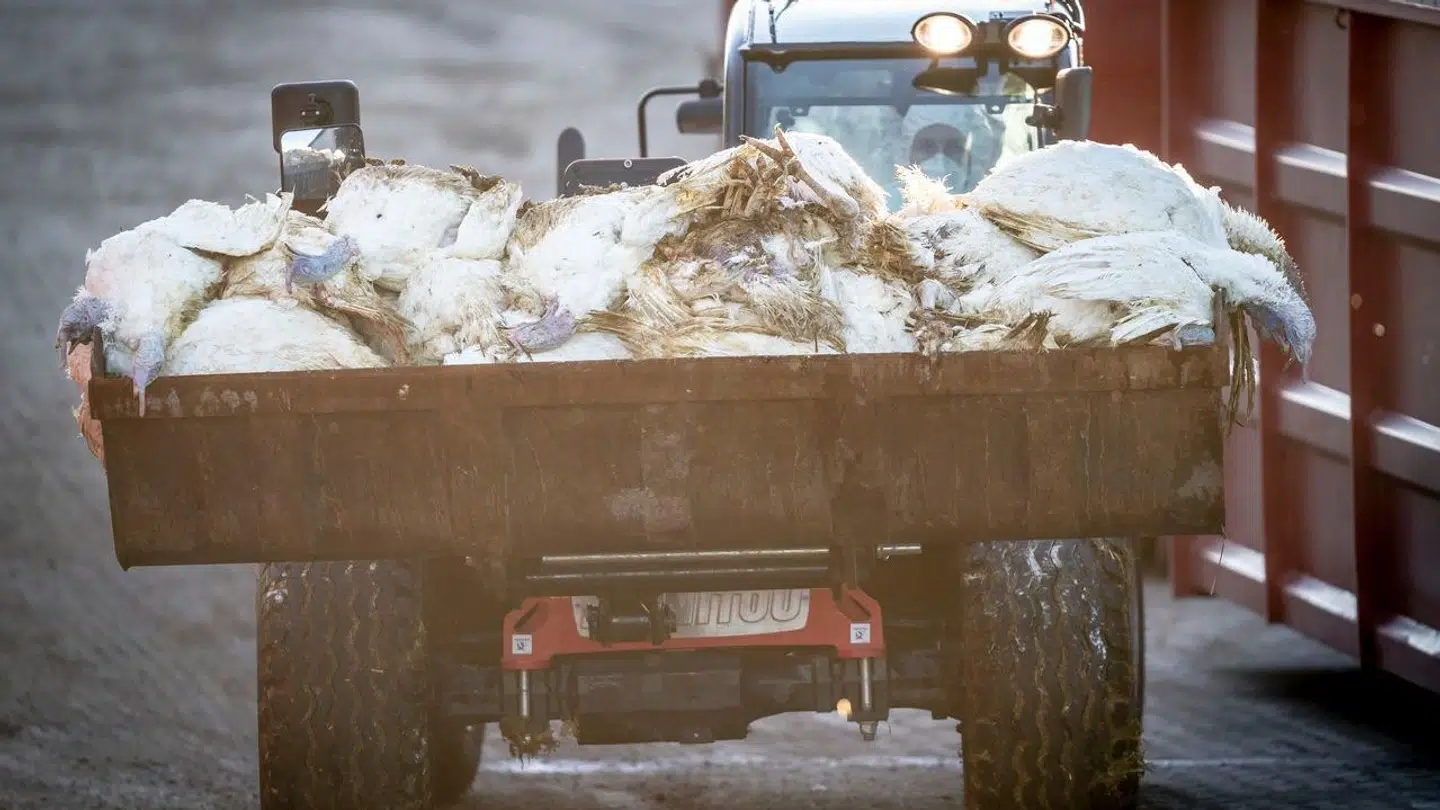 Arkiv: Fødevarestyrelsen og Beredskabsstyrelsen afliver og kører de tusinder af kalkuner til destruktion. (Foto: Mads Claus Rasmussen/Ritzau Scanpix)