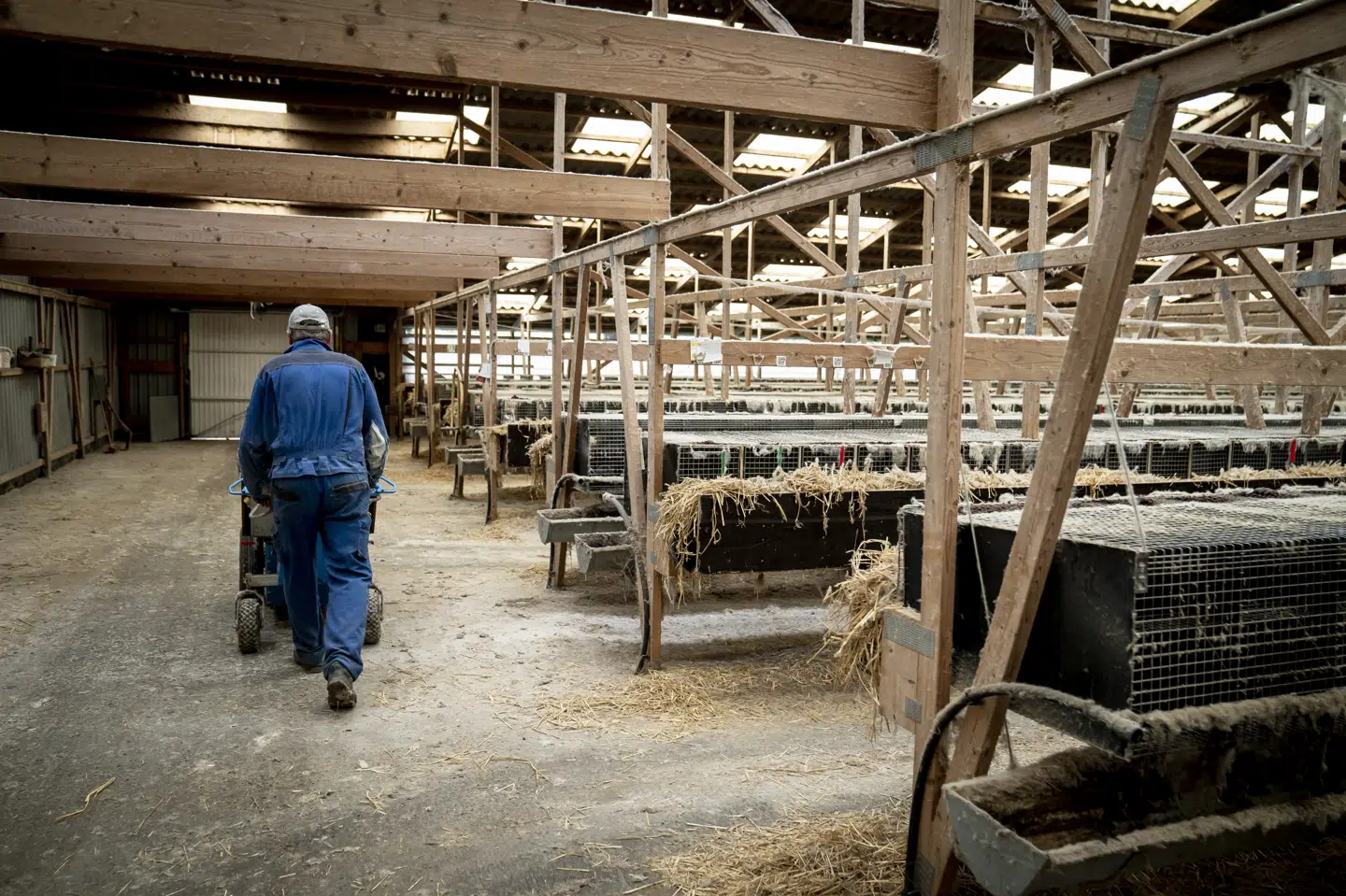 4. november 2020 besluttede regeringen, at 15 millioner mink i Danmark skulle aflives på grund af frygt for et muteret coronavirus hos mink. Erstatningsudgiften stiger nu med over seks milliarder kroner. (Arkivfoto).