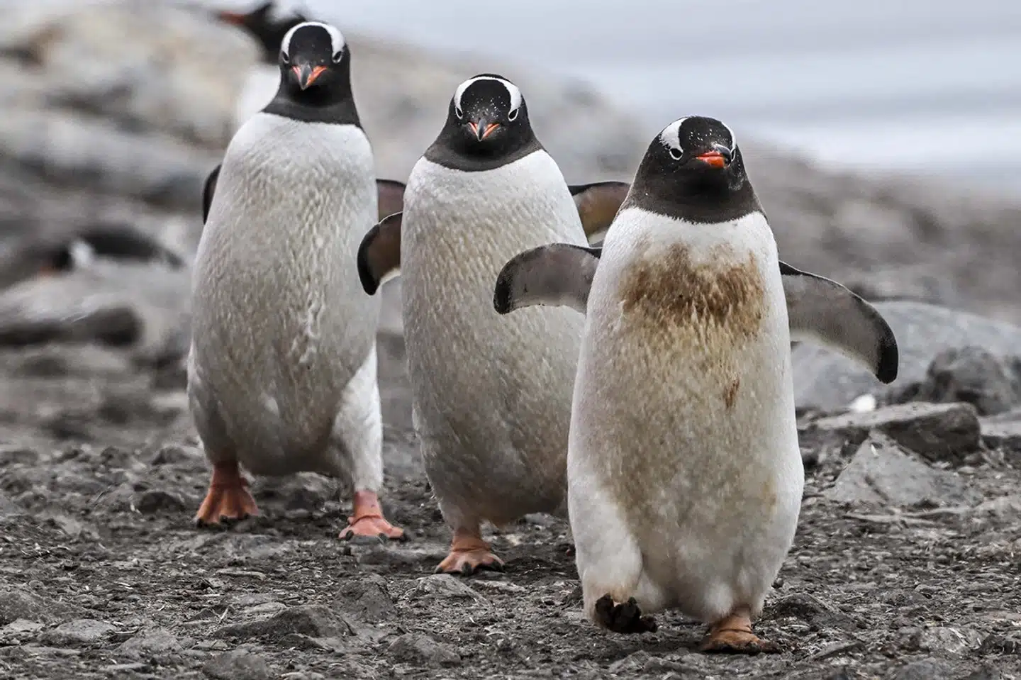 Æselpingvingen er den hurtigste pingvinart med en topfart på 36 kilometer i timen under vandet. (Arkivfoto).