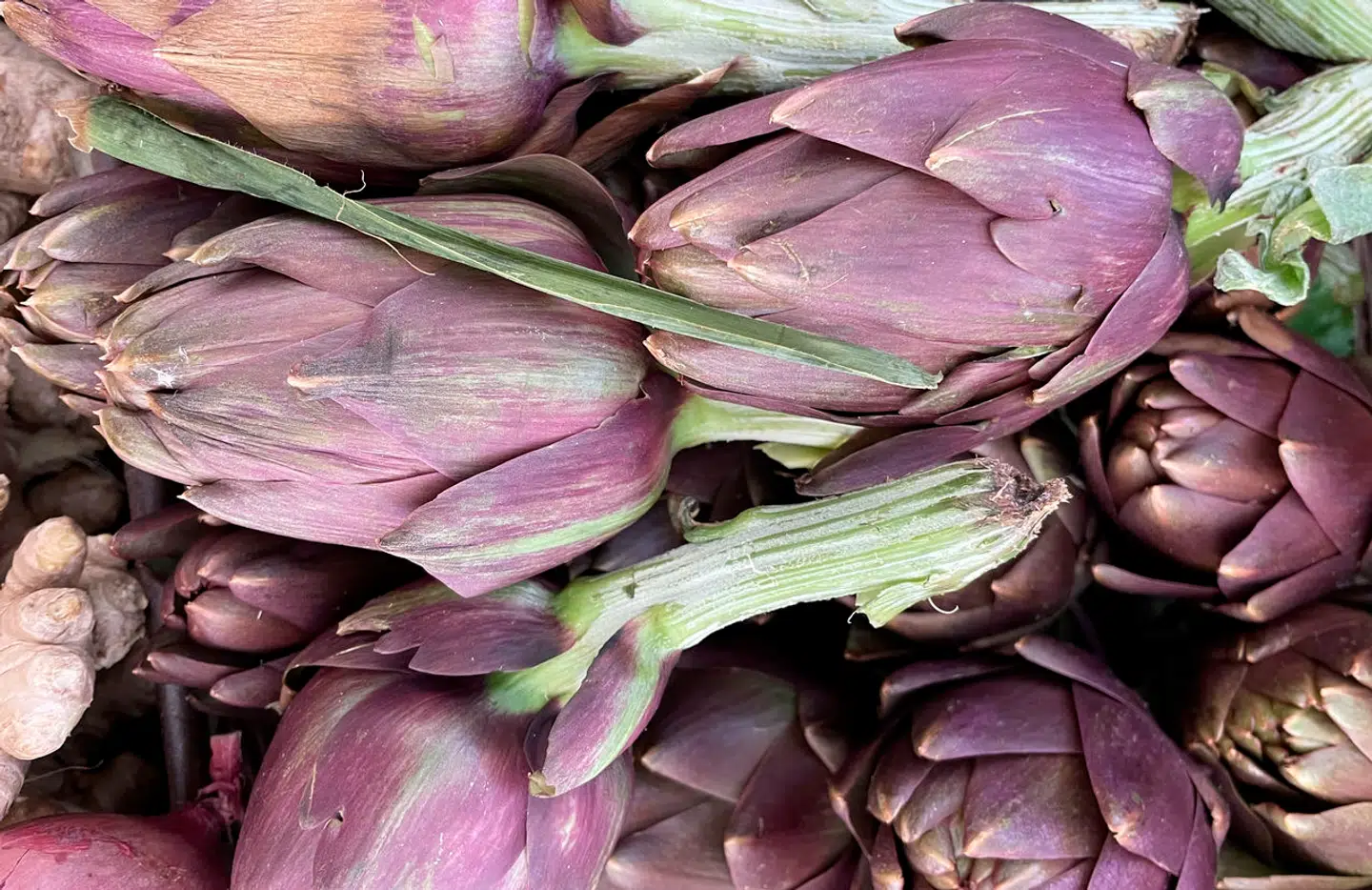 Artiskokker kan både strimles til salat, frituresteges, grilles og dampes, siger Søren Jacobsen Damm, der – ikke uventet – foretrækker den i romersk stil.