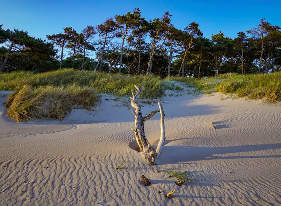 Den Sorte Strand Dansk strand i fornemt selskab: En af verdens bedste | Berlingske