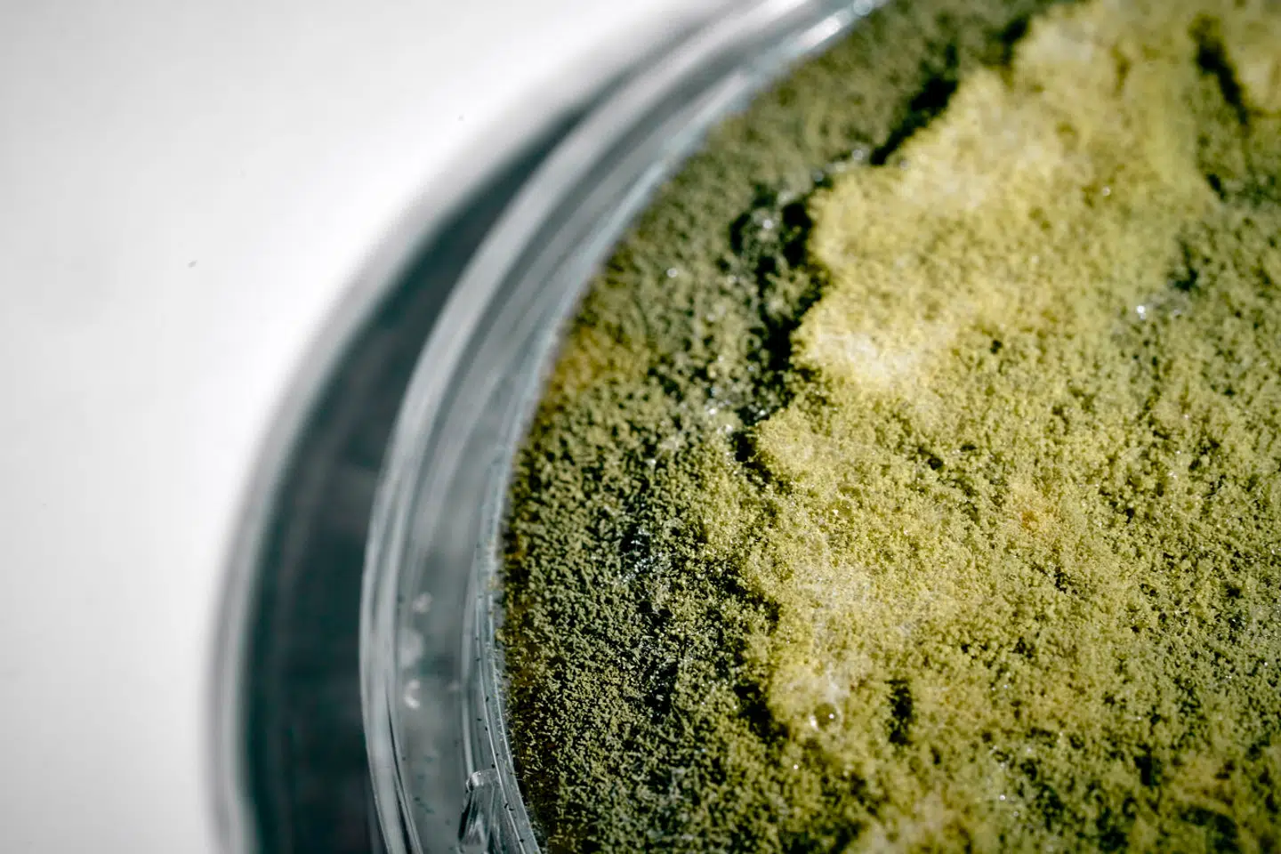 De seneste år er 18 patienter testet positiv for, at skimmelsvampen Aspergillus flavus er flyttet fra Rigshospitalets bygninger og ind i deres kroppe. Det er unormalt.