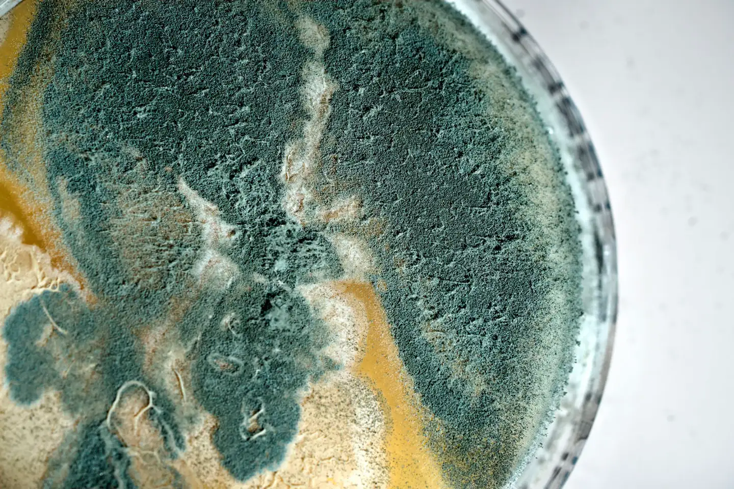 Ud over en Aspergillus flavus, som i flere tilfælde har inficeret patienter, er der også fundet resistente partikler fra svampen Aspergillus fumigatus på blandt andet børnekræftafdelingen.