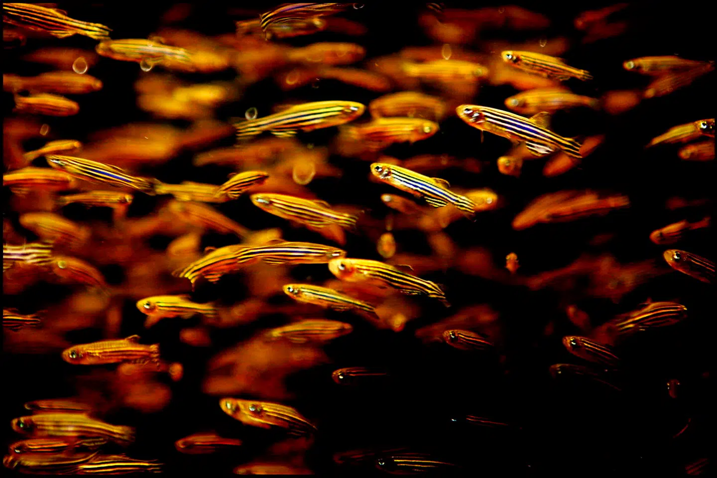 Dyrehandlen Zoo Zity i butikscentret i Rebæk Søpark i Hvidovre. Familien Danmark på dyreindkøb.,