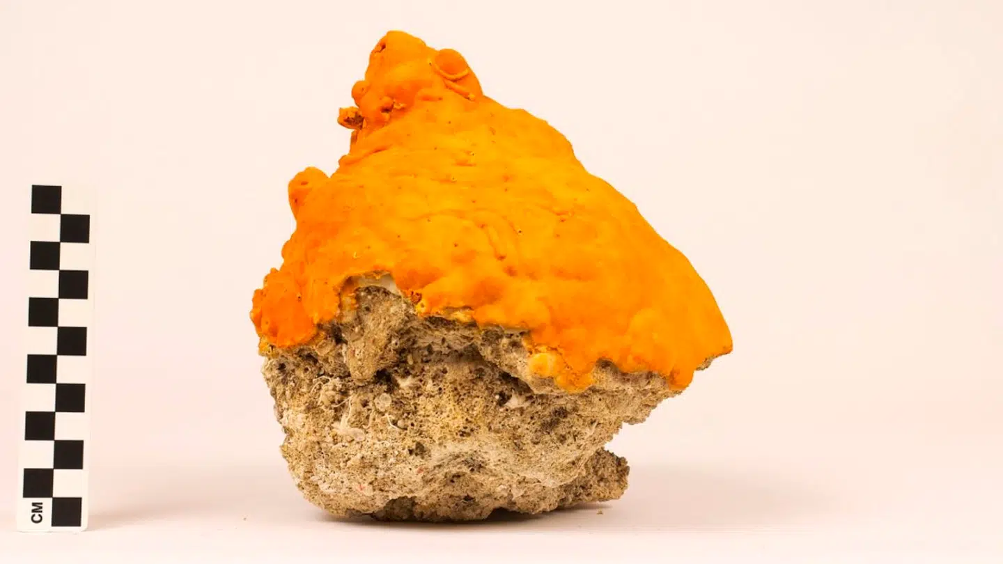 Ceratoporella nicholsoni. Foto: I. Macintyre/Smithsonian Institution