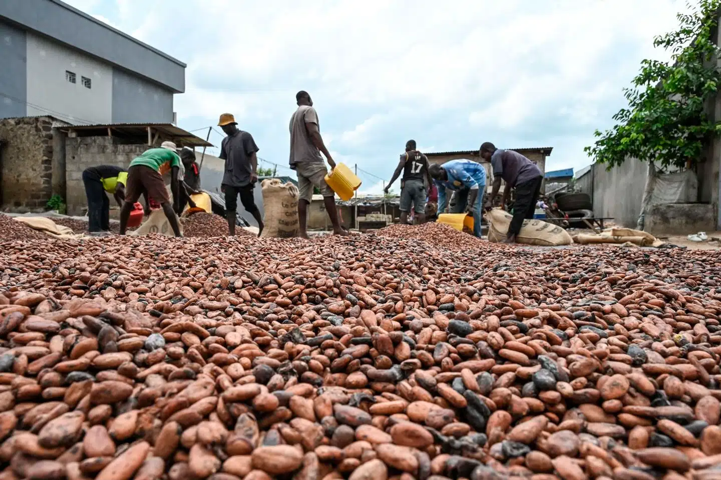 Kakaobønnerne tørrer foran et af kooperativerne i Hermankono i den sydlige del af Elfenbenskysten, som sammen med Ghana leverer 60 procent af verdens kakao. Ekstratørt vejr har imidlertid ramt produktionen.