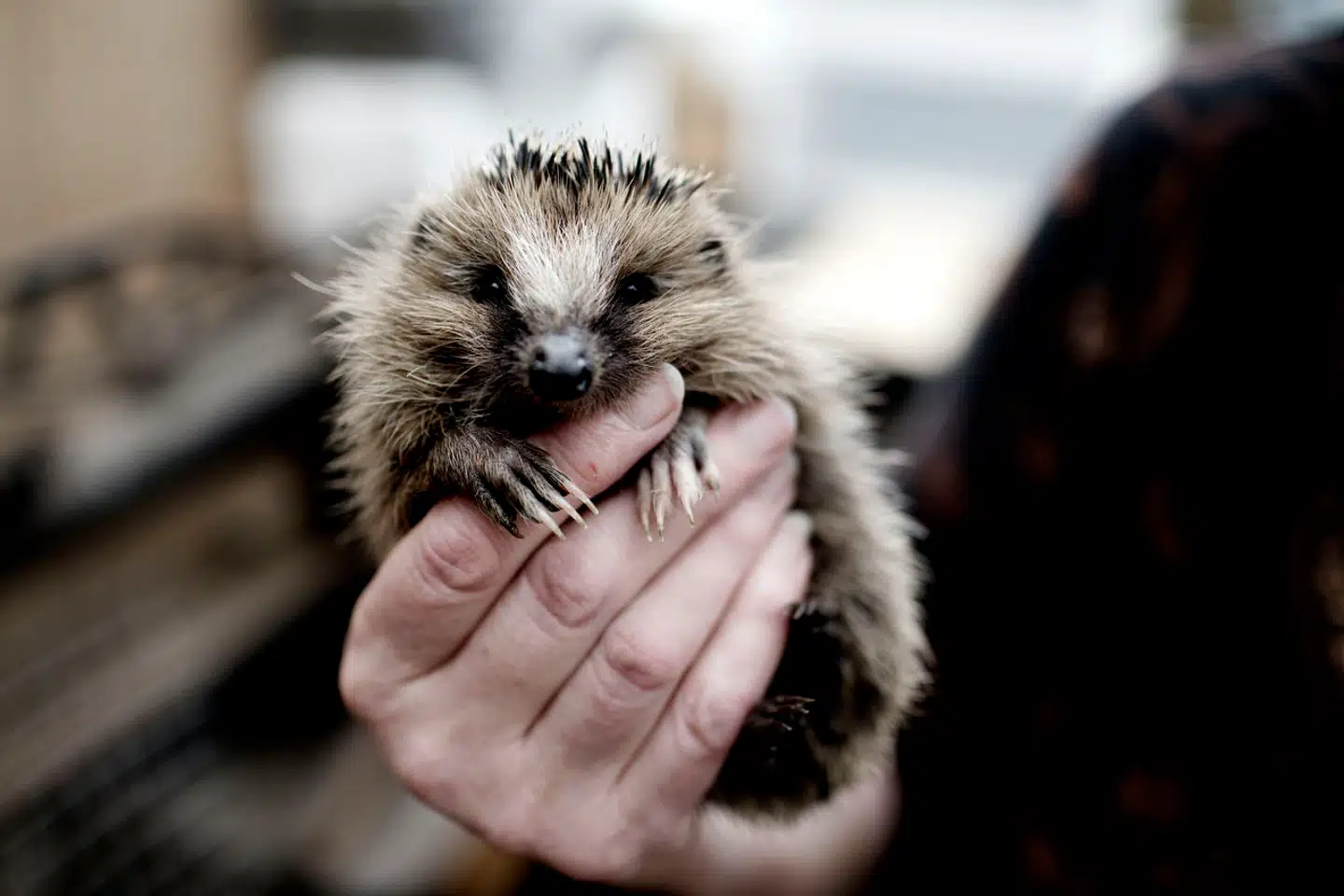 Bør man hjælpe enkelte vilde dyr eller kun fokusere på bestanden? Foto: Jeppe Bøje Nielsen, Scanpix