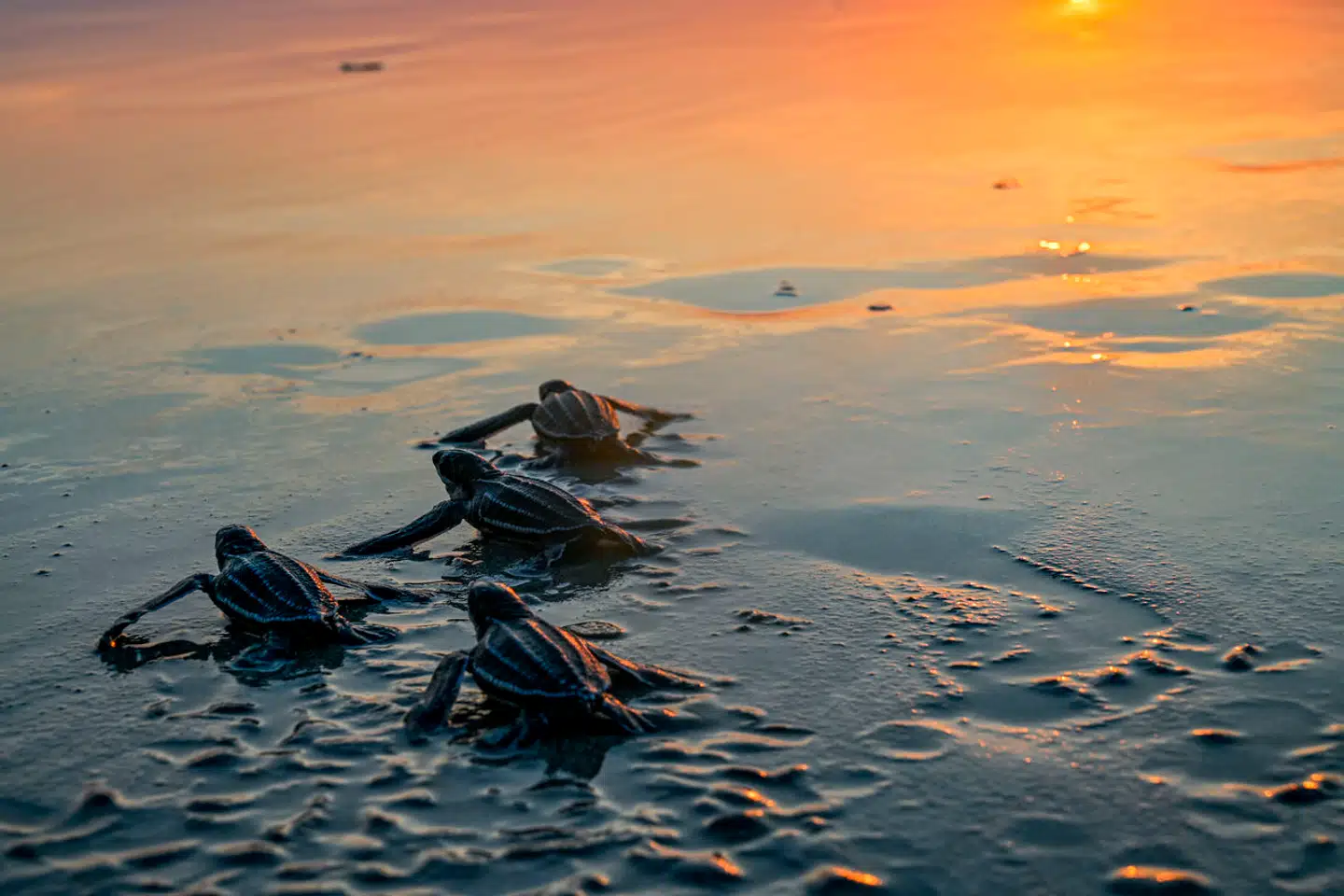 Læderskildpadden er blot én af hundredvis migrerende arter, der går tilbage i antal i disse år. Arkivfoto: Chaideer Mahyuddin, Scanpix