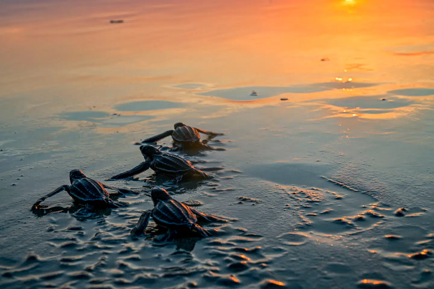 Læderskildpadden er blot én af hundredvis migrerende arter, der går tilbage i antal i disse år. Arkivfoto: Chaideer Mahyuddin, Scanpix