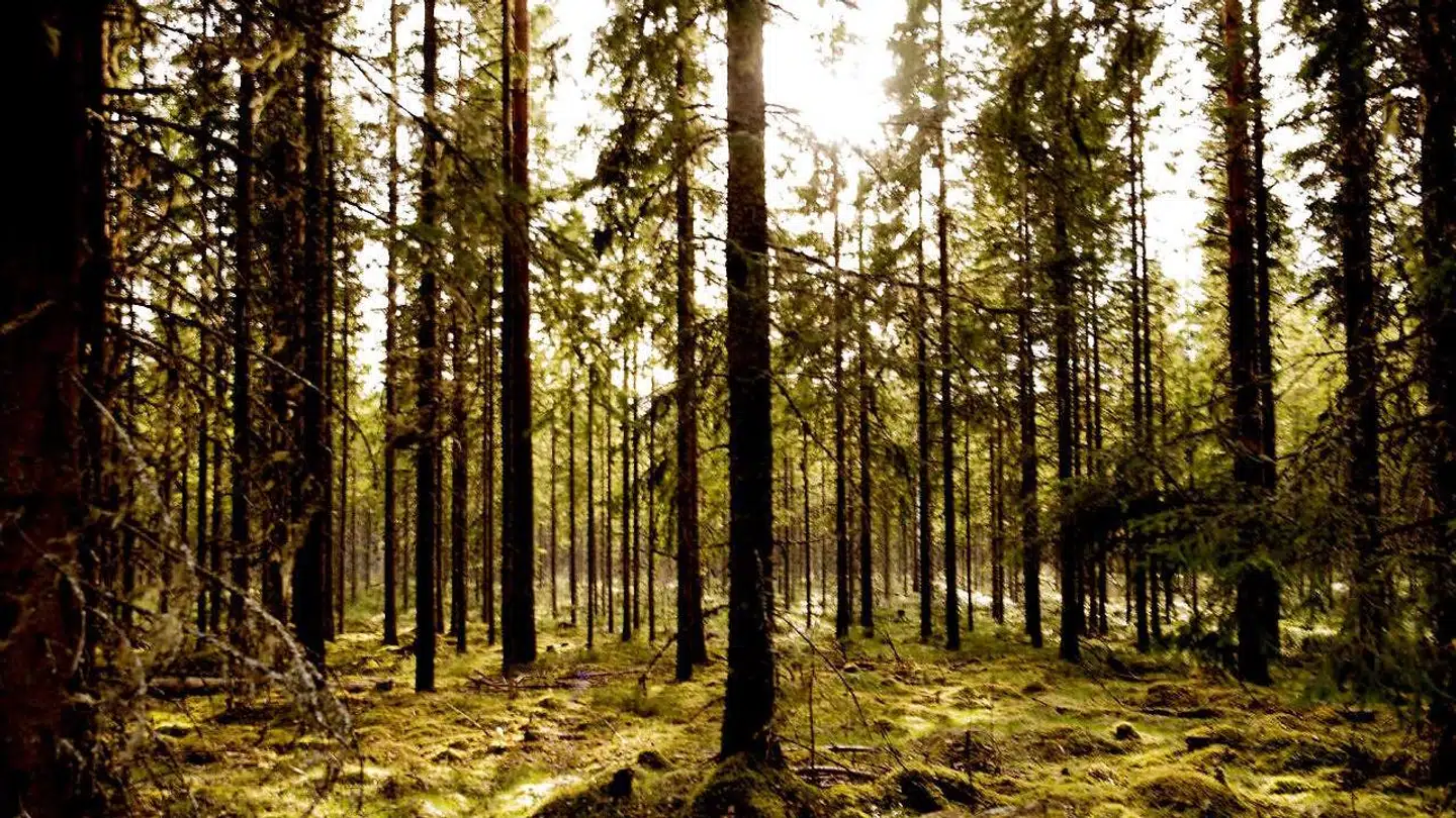 »Man kan ofte få den opfattelse, at vi kan minimere fremtidige klimaskader, hvis blot vi får sat en stopper for anvendelsen af fossile energikilder. Men mere skal til, og skov er her en vigtig del af klimaløsningen gennem CO2-lagring,« skriver Jørgen Bo Larsen, Sebastian H. Mernild og Jørgen Nimb Lassen.