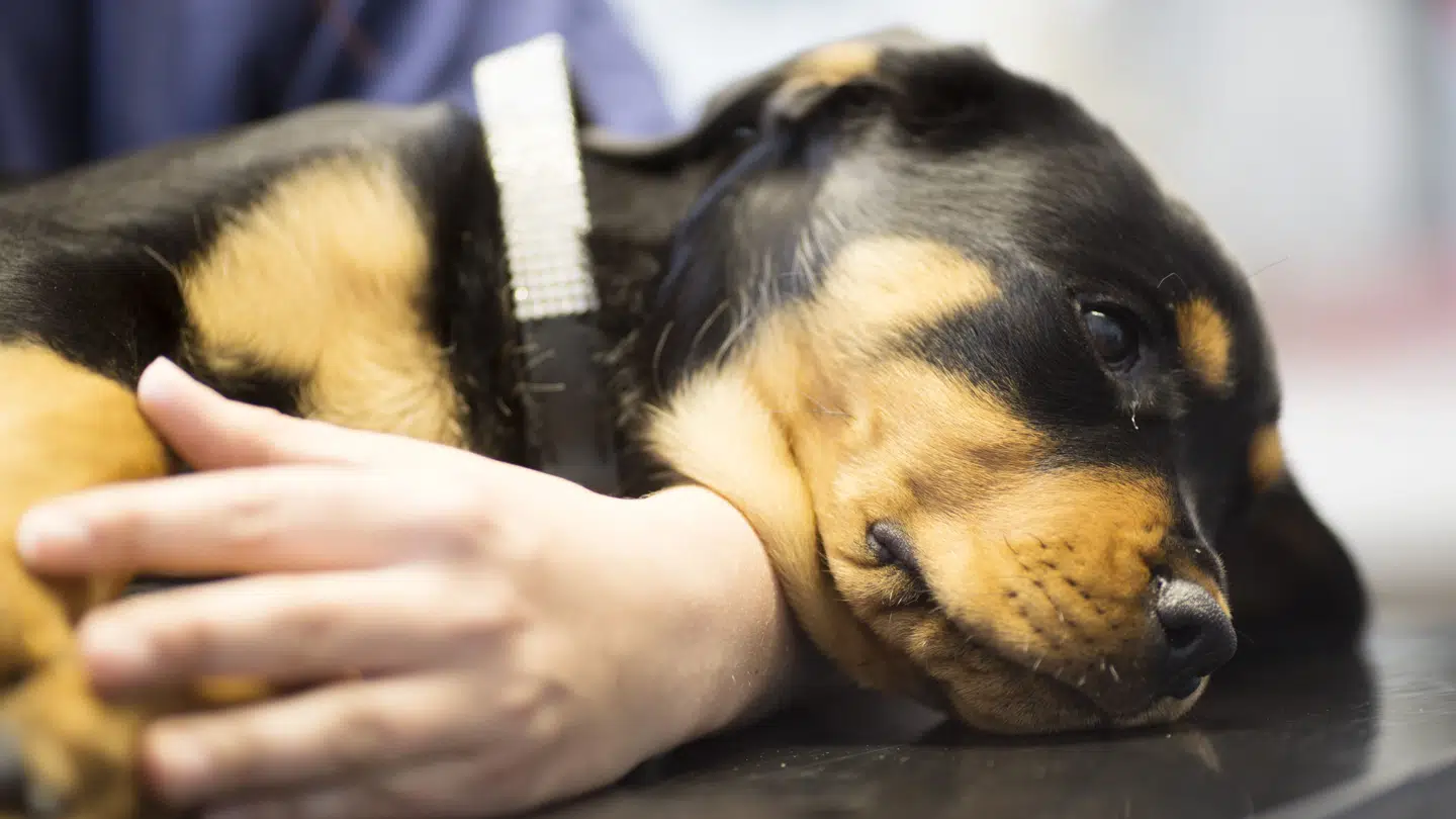 Det kan være livsfarligt for dyrene at indtage medicinen – derfor opfordrer hospitalet nu til, at man som ejer passer på.