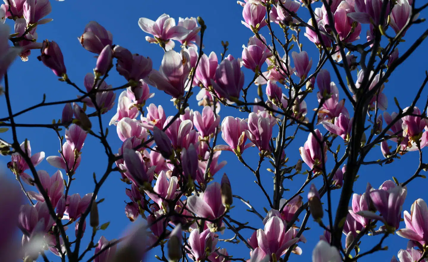 Magnoliatræer blomstrer i Tyskland i foråret 2020. Men træet kan andet end at se smukt ud om foråret. Japanske forskere har fundet ud af, at det er særlig velegnet til at sende ud i rummet, og bygger derfor nu satellitter af det.