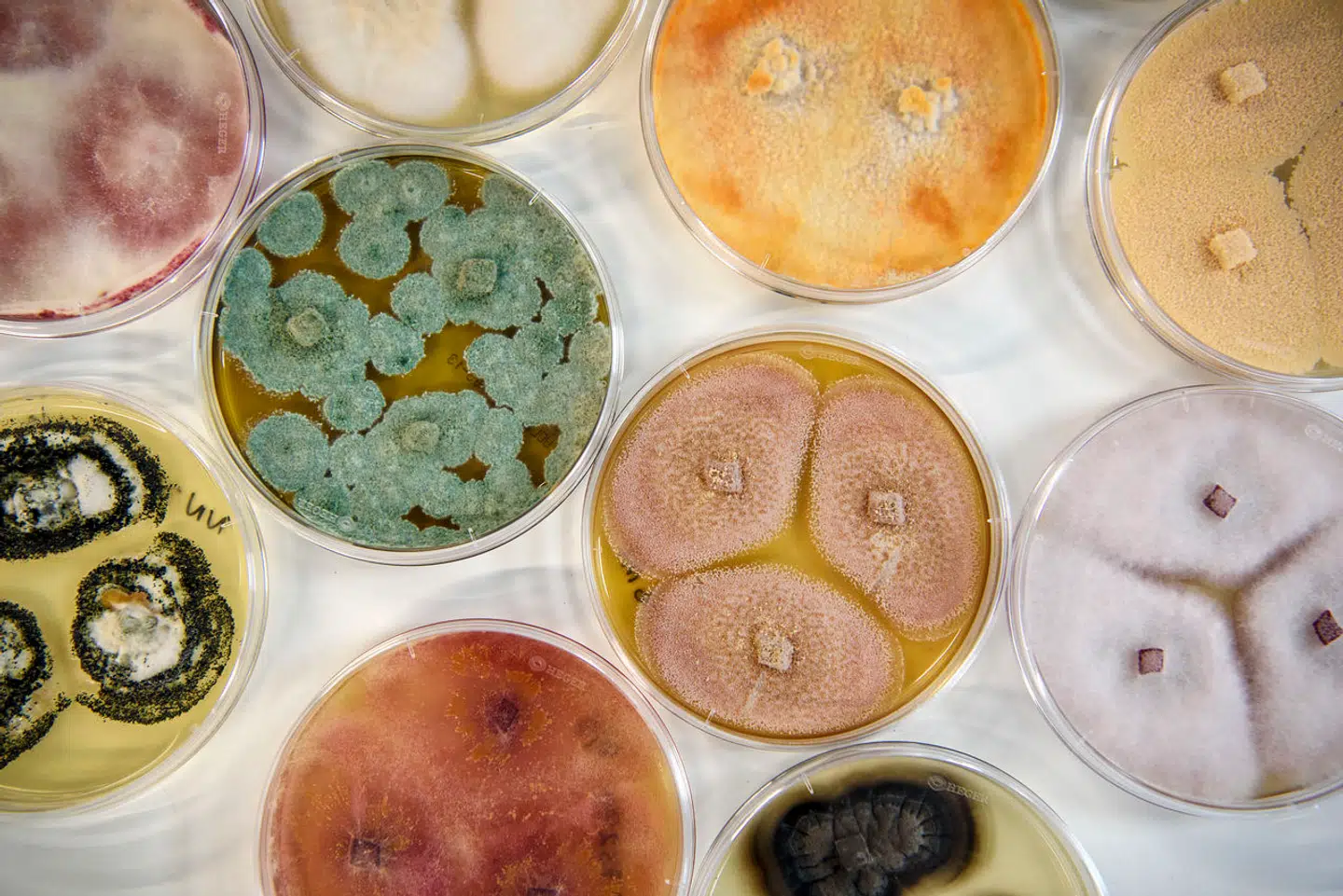 De to producenter af forskellige ingredienser, Novozymes og Chr. Hansen, er netop fusioneret til Novonesis, som lægger fra kaj med et brev, der har gjort flere leverandører ret utilfredse.