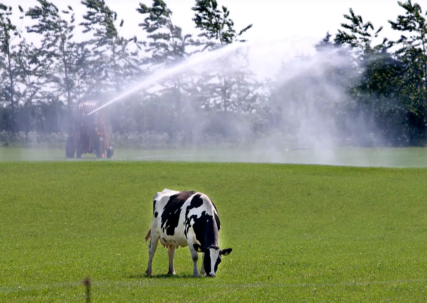 Hvor skal en ko beskattes i klimaets navn? Det er i grove træk et af de ret svære spørgsmål, topøkonomen Michael Svarer og hans ekspertgruppe har skullet besvare.