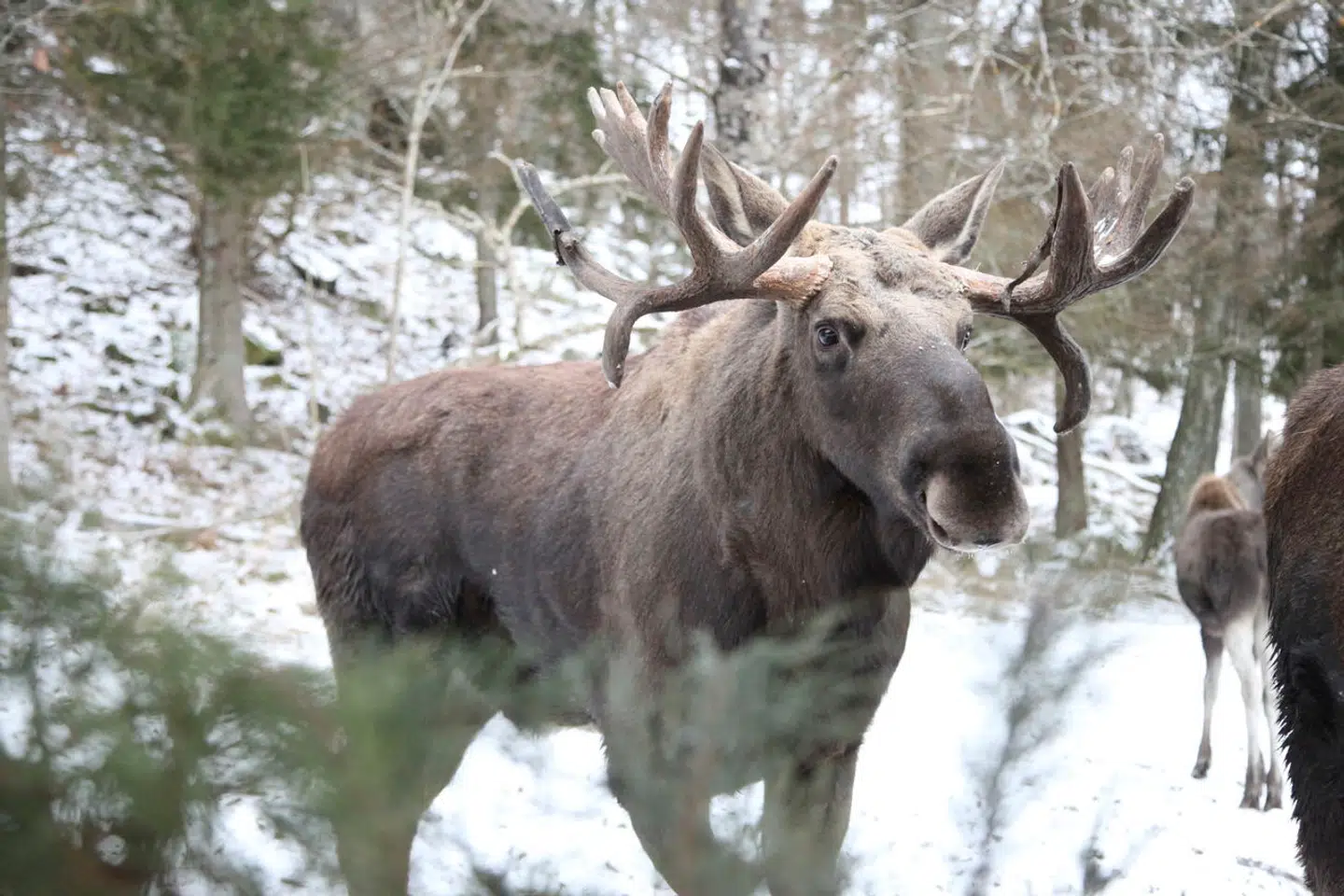 I området Lille Vildmose nord for Mariager Fjord lever der allerede omkring 20 elge.