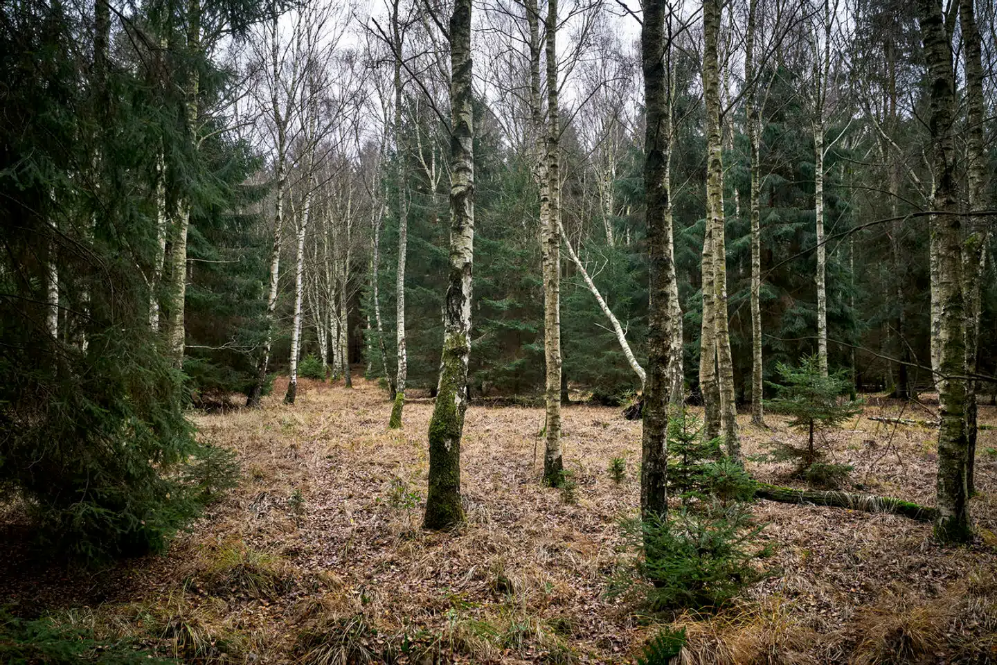 Gribskov ved Kagerup, hvor hegnet til Naturnationalpark Gribskov skal gå. Her kan et stort dyr måske hænge ud i fremtiden.