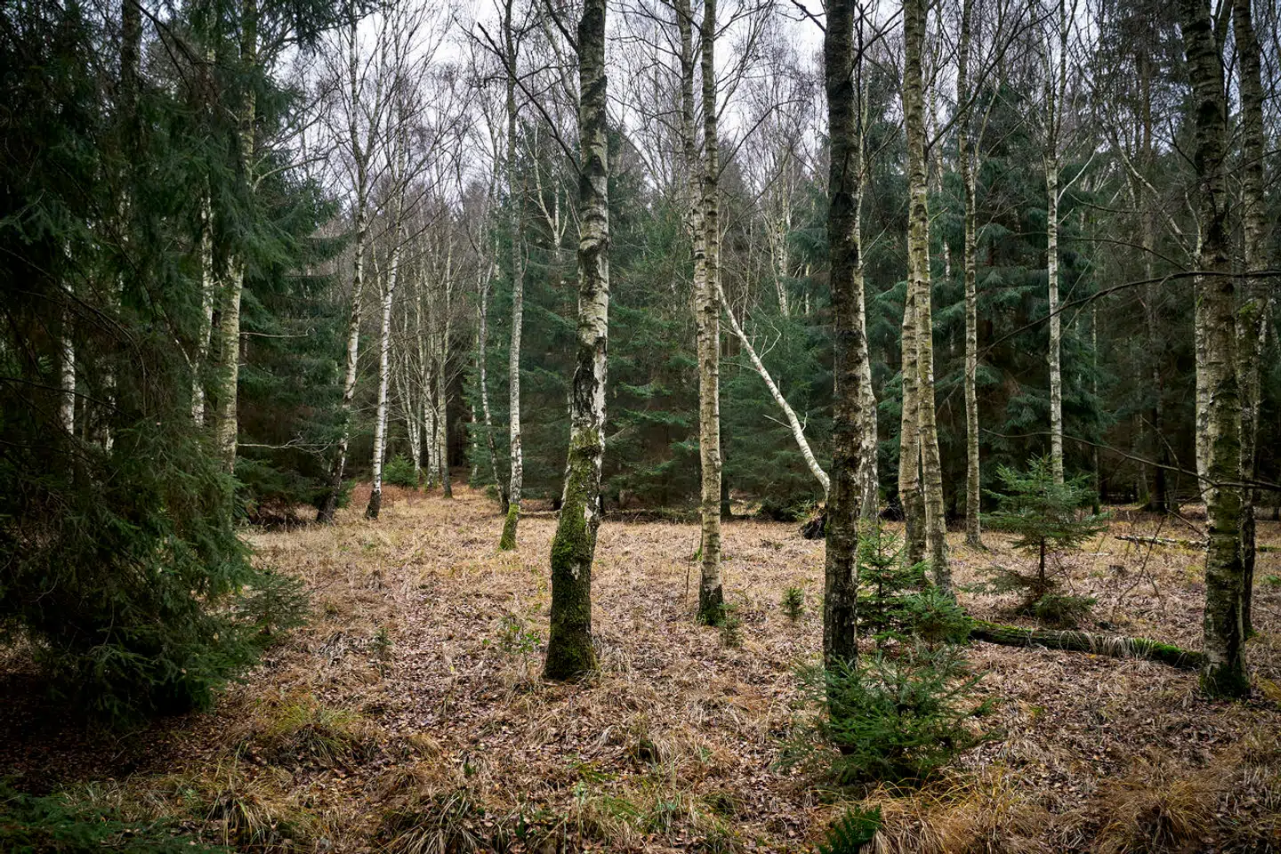 Gribskov ved Kagerup, hvor hegnet til Naturnationalpark Gribskov skal gå. Her kan et stort dyr måske hænge ud i fremtiden.