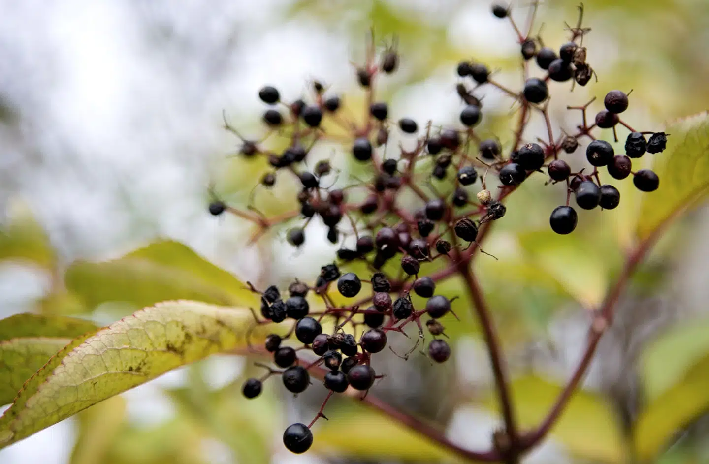 Et nyt eksperiment antyder, at adhd-lignende træk har været afgørende i jæger-samlerfortiden.