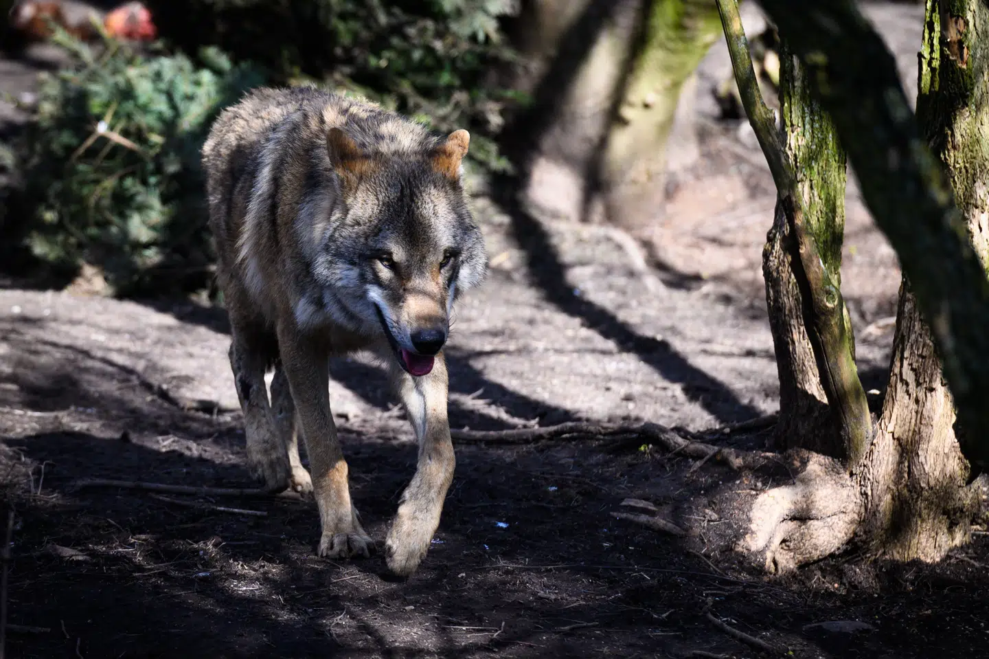 Ulvebestanden herhjemme stiger og udgør aktuelt mellem 37 og 50 individer, fremgår det af den seneste opgørelse fra ulveforskerne på Aarhus Universitet. Ulven på billedet er fra Zoologisk Have København. (Arkivfoto).