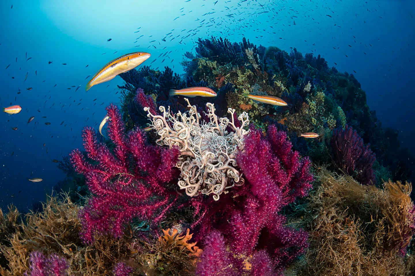 Foto: David Salvatori, Scanpix