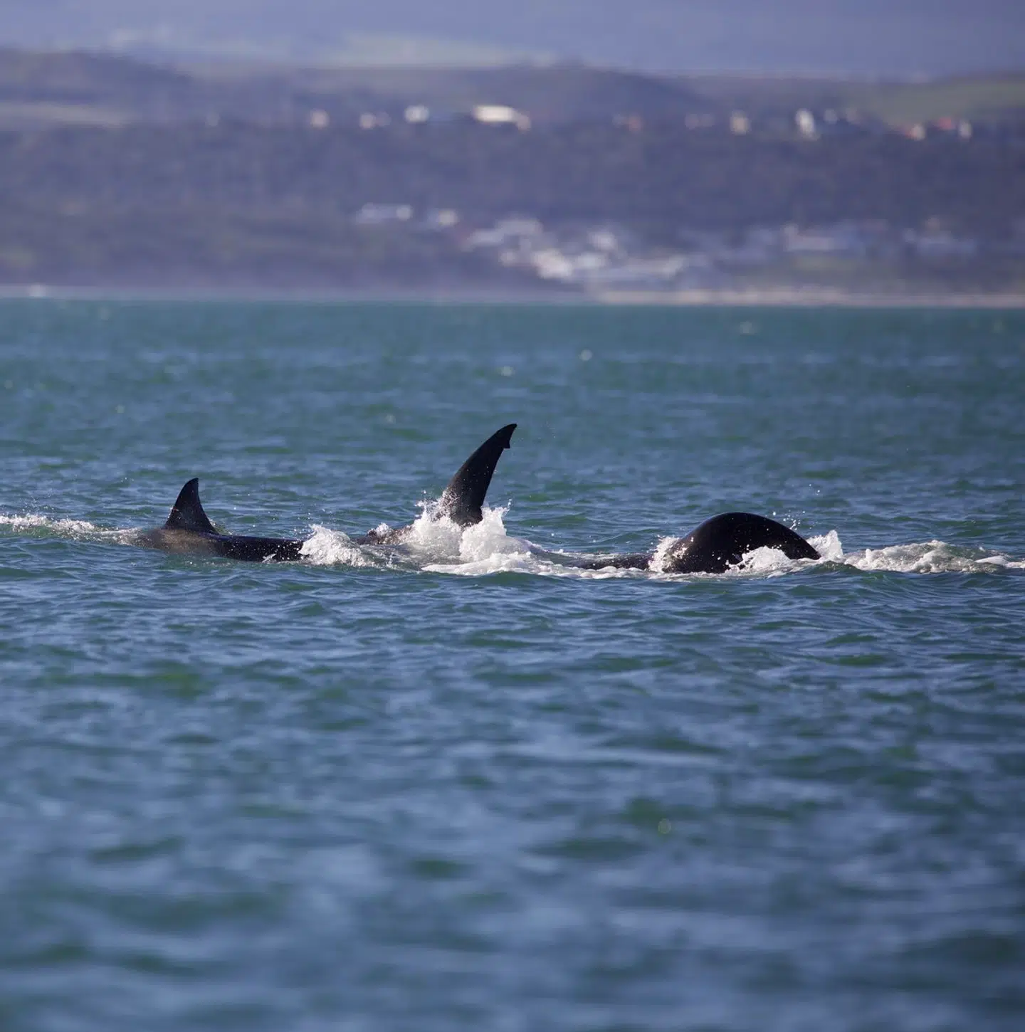 Spækhuggeren Starboard (længst til højre) angriber og dræber en ung hvidhaj på under to minutter. Foto: Christiaan Stopforth, Drone fanatics