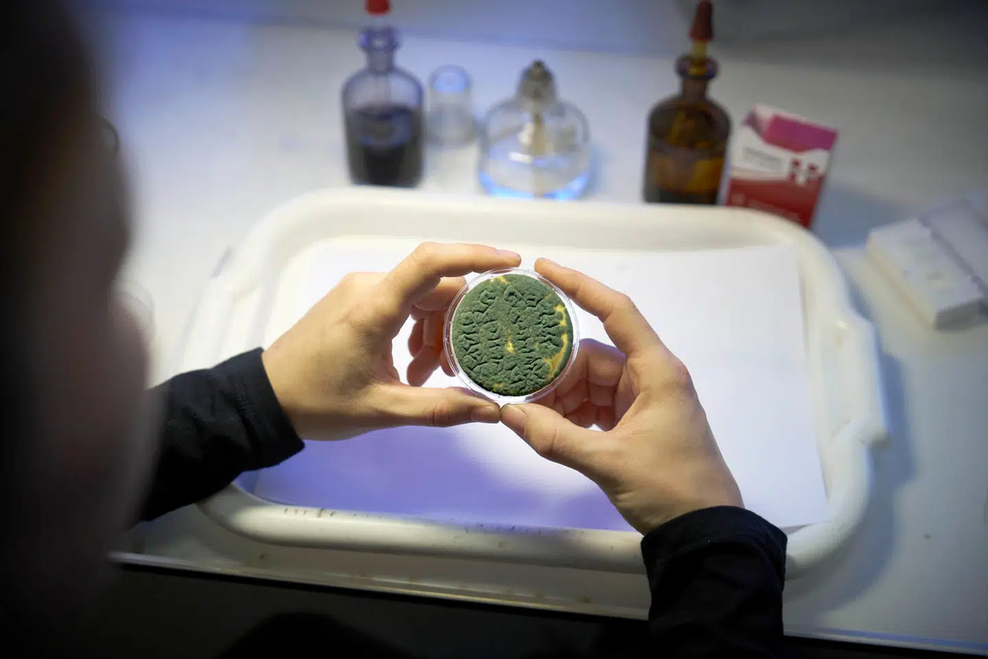 Ifølge redegørelsen fra Rigshospitalet til Patienterstatningen kan der være andre patienter, der er smittet med skimmelsvampe fra Rigshospitalet, end de 20 patienter og den enkelte ansatte, der er smittet med Aspergillus flavus. På de berørte afdelinger, hvor patienter er blevet smittet med flavus-svampen, er der blandt andet fundet Penicilium brevicompactum (billedet) samt stærkt resistente svampe som Aspergillus sydowii og Aspergillus calidoustus.