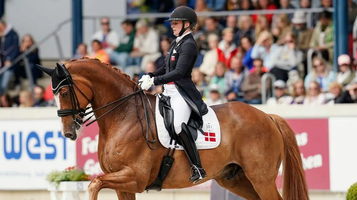 Blue Hors har haft stor succes med stutteriets heste.