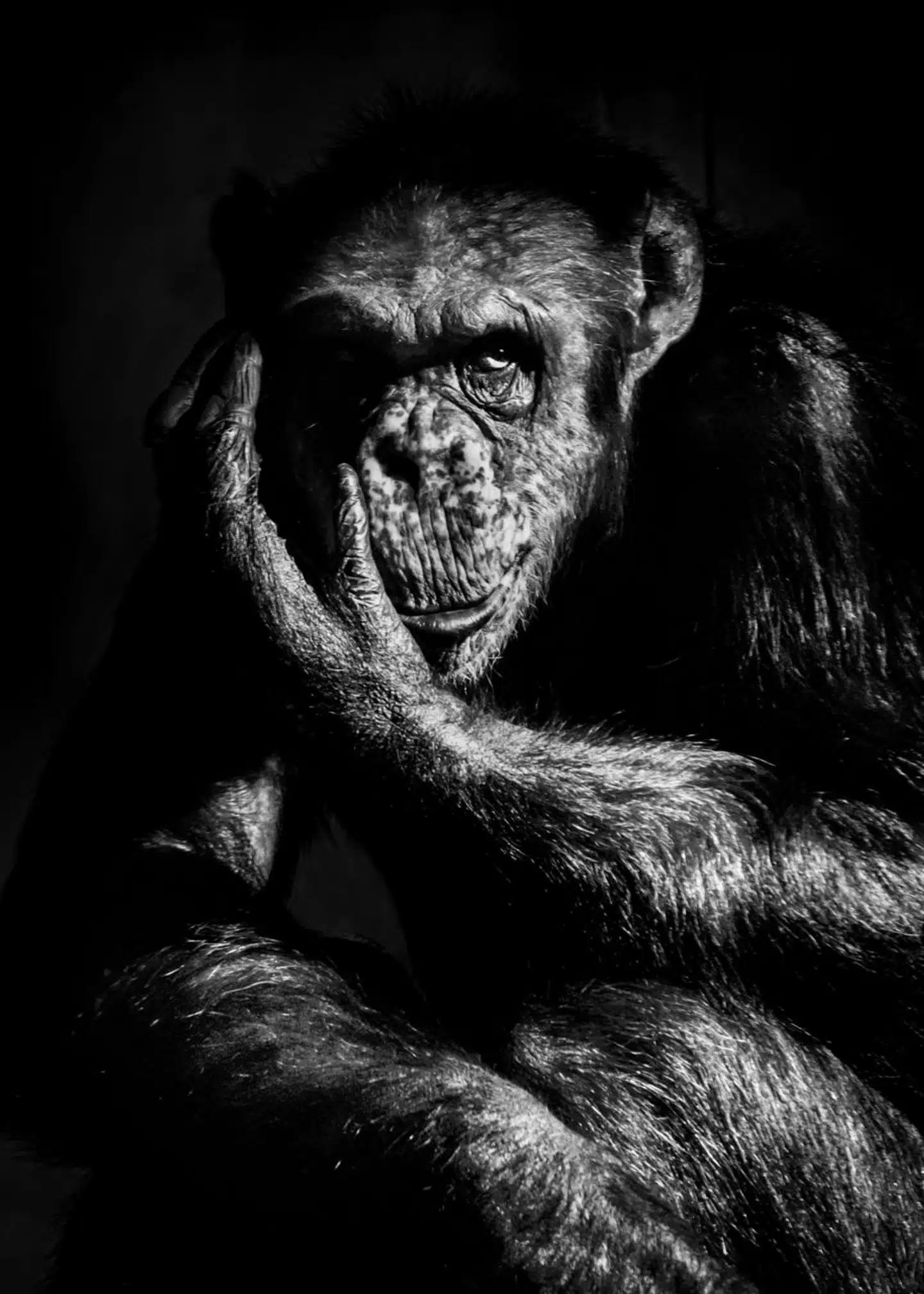 I 2021 tog Linda Kastrup dette portræt at en af chimpanserne i Københavns Zoo.