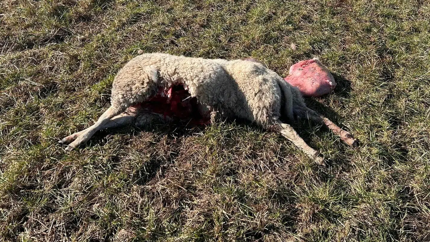 Det var dette syn, der mødte Rasmus Buhl.