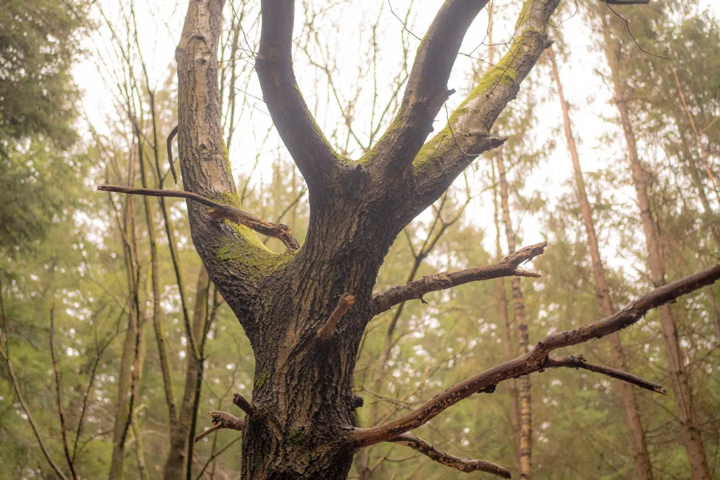Der bør sættes mere fokus på at fremme og udvikle positive og frivillige incitamenter, så den enkelte skovejer har mulighed for at styrke biodiversiteten yderligere i de private skove, mener Anders Frandsen og Lars Midtiby.