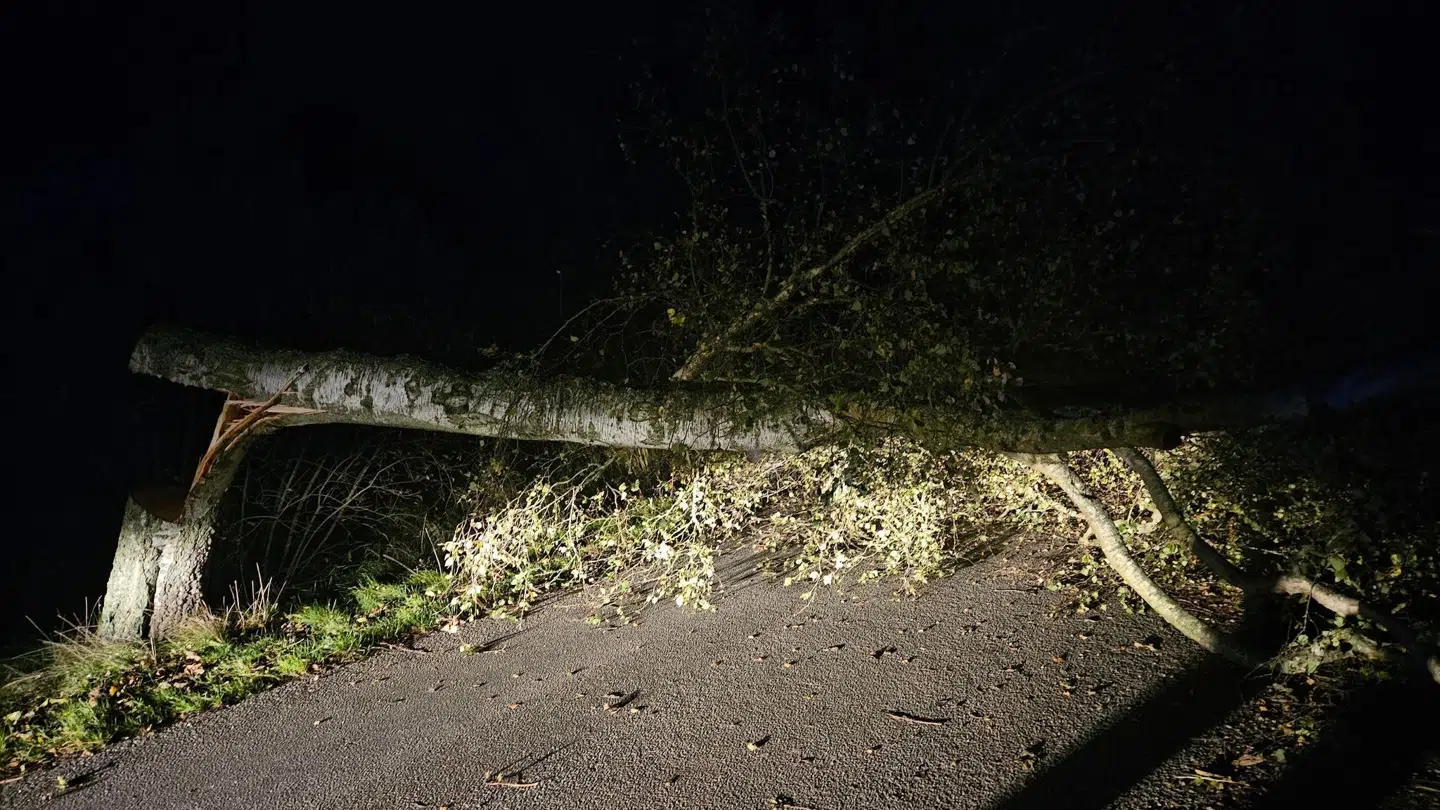 Her ses et billede af træet, der blev savet over foran Jan Eskehøj Jessens hus.