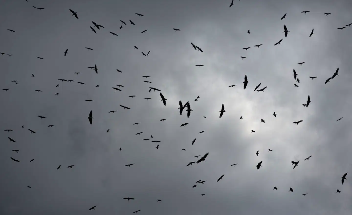 A flock of Marabou storks searching for food as they swirl over the Dandora garbage dump, near the Korogocho slum neighborhood of Nairobi, Kenya, Monday, Feb. 16, 2015. The dump is one of Africa's largest yet sits just five miles from the capital's center, attracting children and adults who scavenge through the garbage daily for materials they can sell for reuse or recycling such as paper, plastics, and bottle tops. (AP Photo/Ben Curtis)