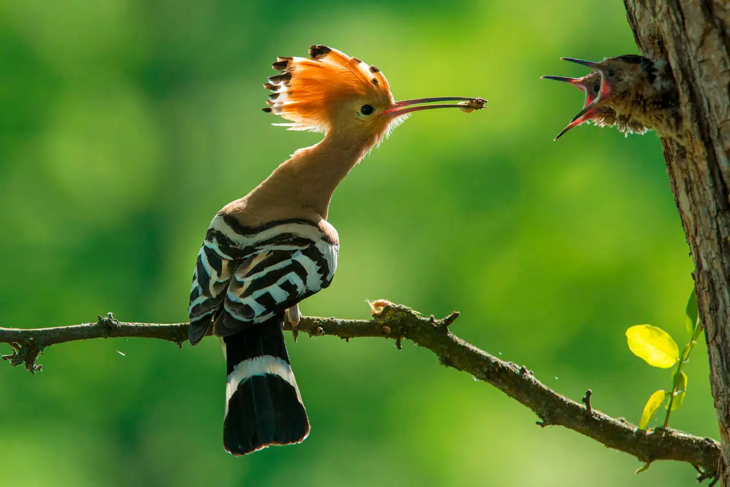 Hærfugl fodrer sine unger. Foto: Ivan Godal, Adobe Stock