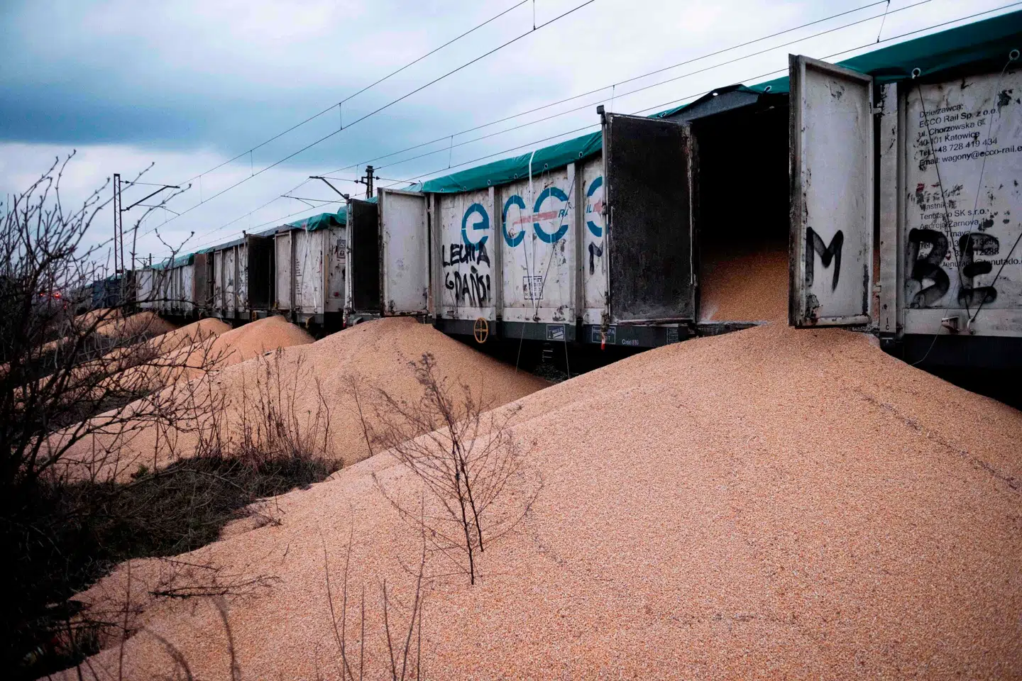 I februar blev en toglast med over 150 tons ukrainsk korn saboteret i Polen. Over 30 tons korn gik tabt, og det mistænkes, at polske landmænd stod bag aktionen. Foto: Mateusz Slodkowski, AFP / Scanpix