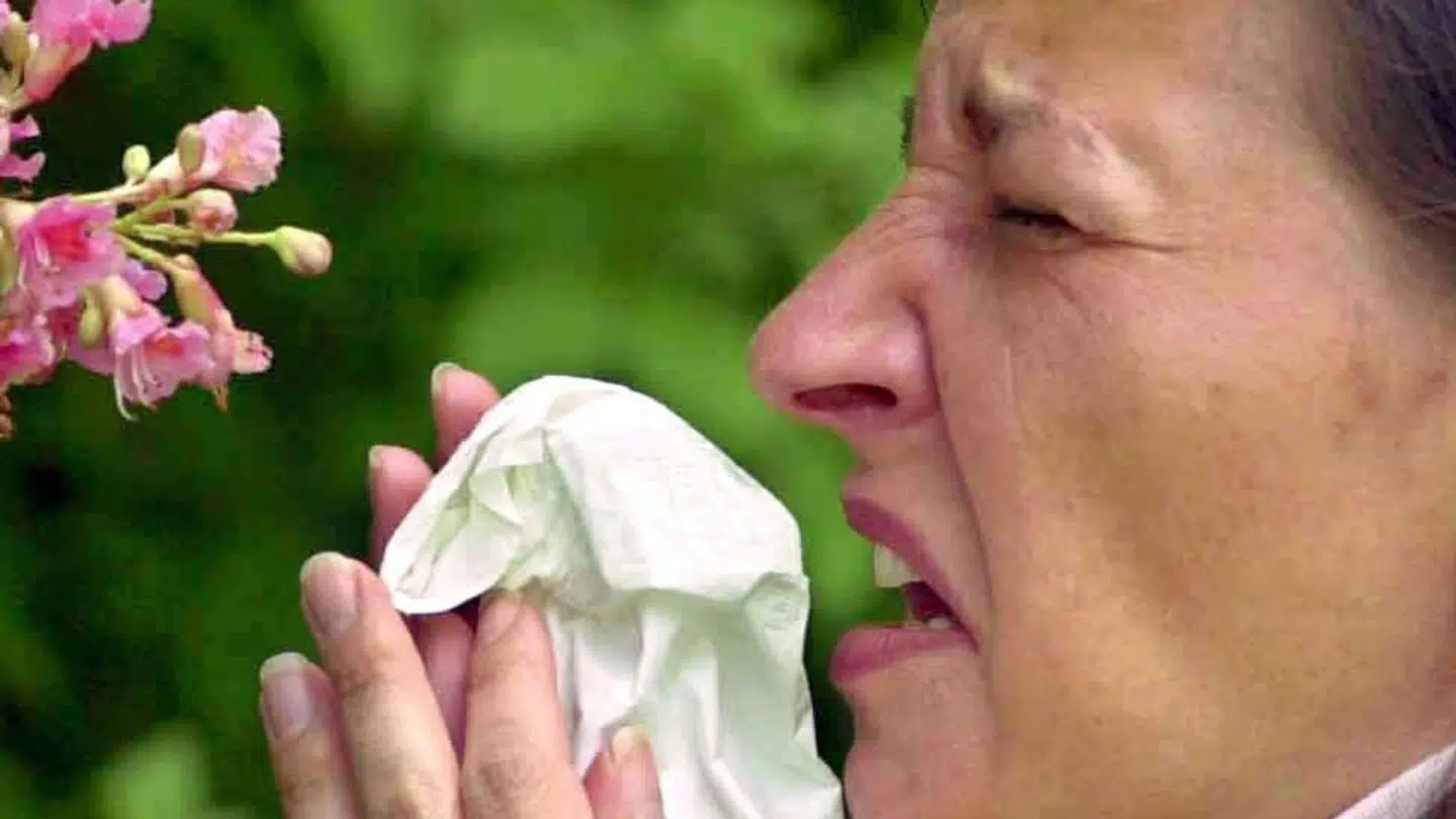 Aaaaatjuu, flere end en million danskere hoster og pruster sig gennem pollensæsonen.