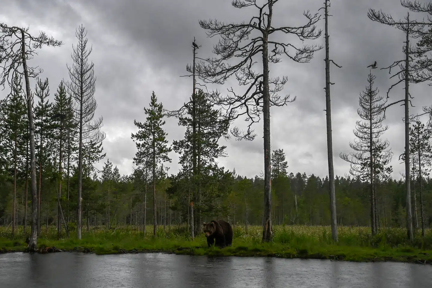 Den ældste del af det Fennoskandiske Skjold findes under det centrale Finland. Arkivfoto: Olivier Morin, Scanpix