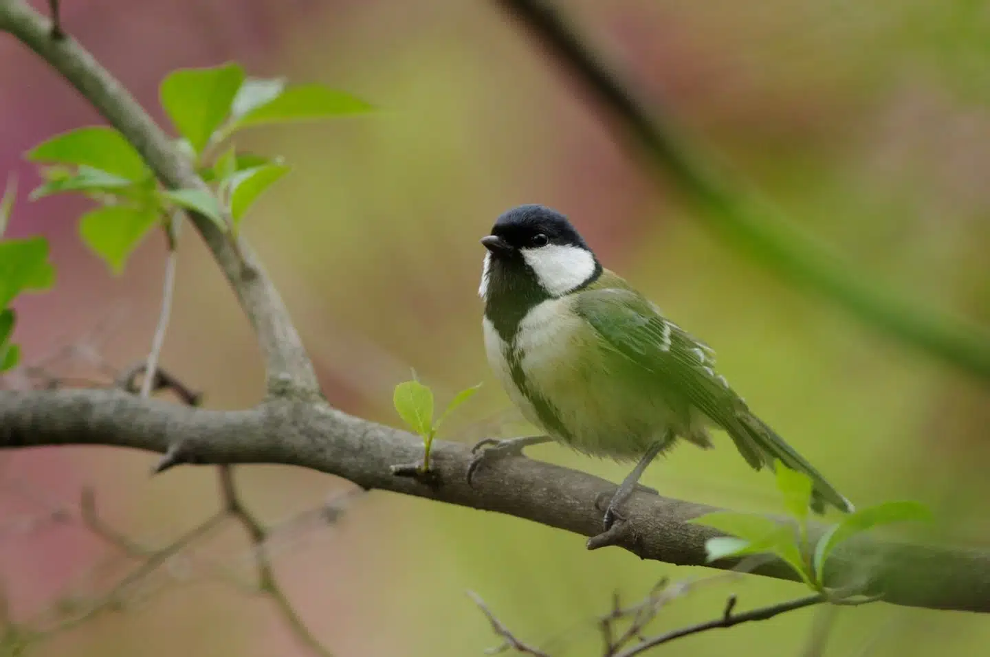 Japansk musvitter gestikulerer til hinanden. Arkivfoto: Kazkuro Kaz, Scanpix
