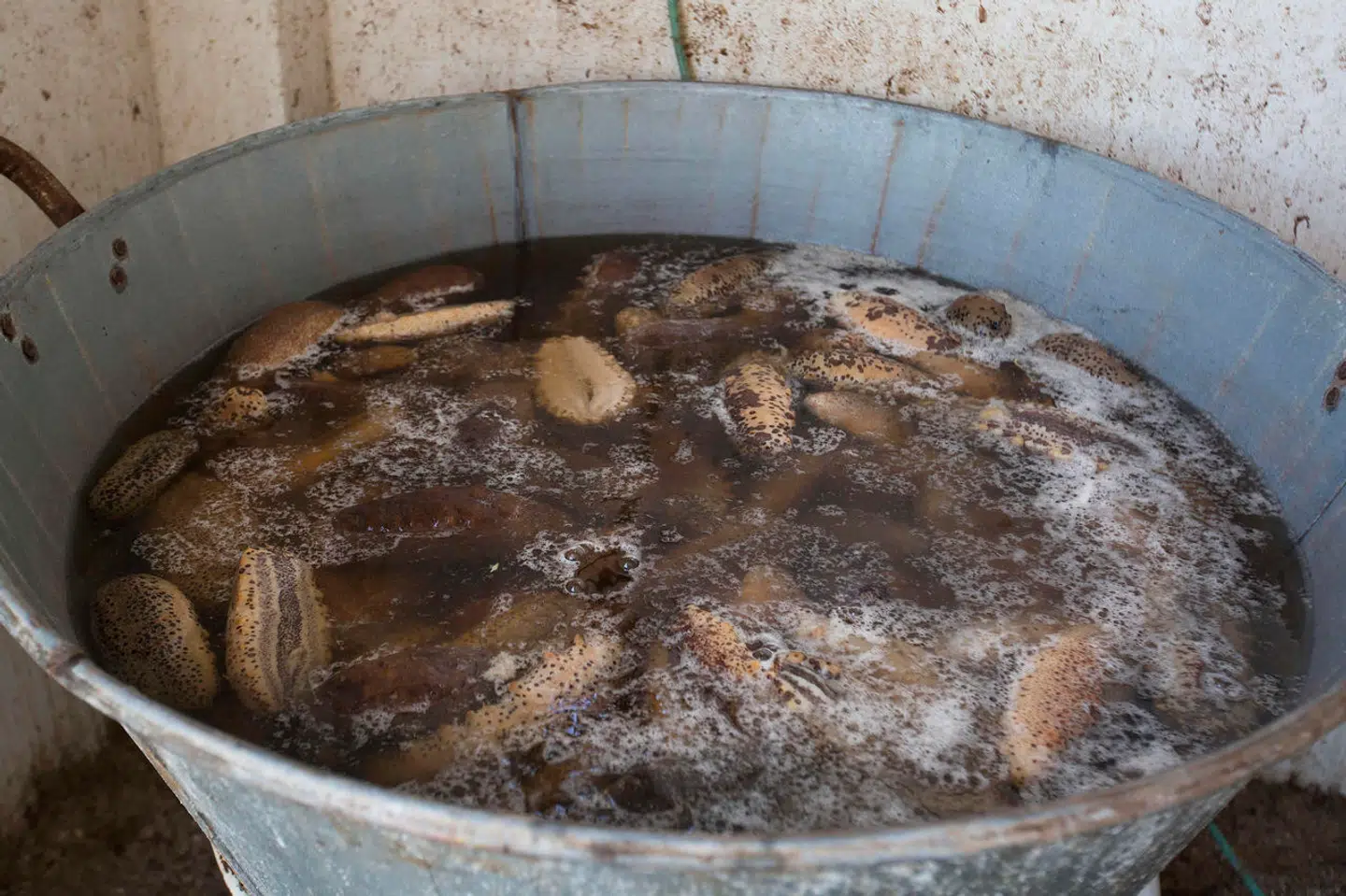 Søpølserne skal gennem en længere proces, der involverer både kogning, fermentering og præservering, før bløddyrene på mirakuløs vis ender som fremtidens bæredygtige pølser i gourmetkok Dragutin Šurbeks nye EU-finansierede internationale søpølsevognskæde.