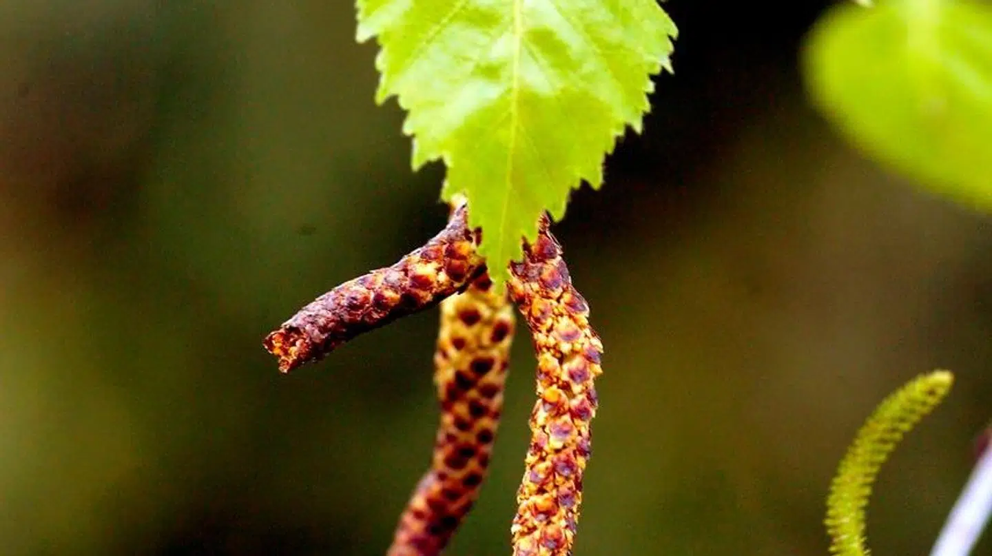 Så er det atter tid for pollenallergi. Det er hele ti dage tidligere end normalt.