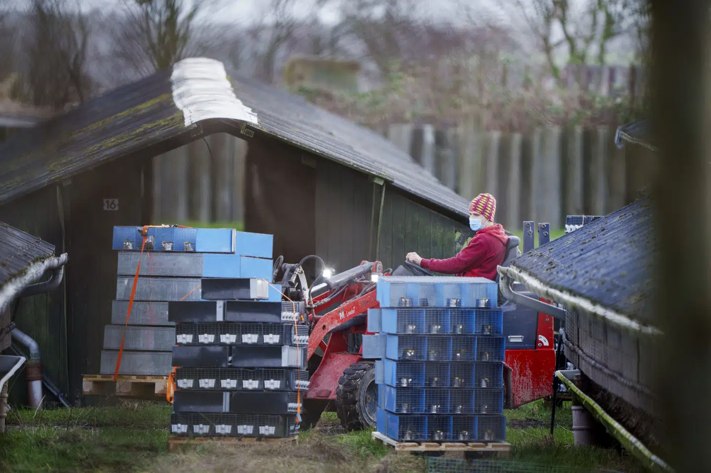I november 2020 sagde statsminister Mette Frederiksen (S) på et pressemøde, at regeringen havde besluttet, at samtlige 15 millioner mink skulle slås ned.