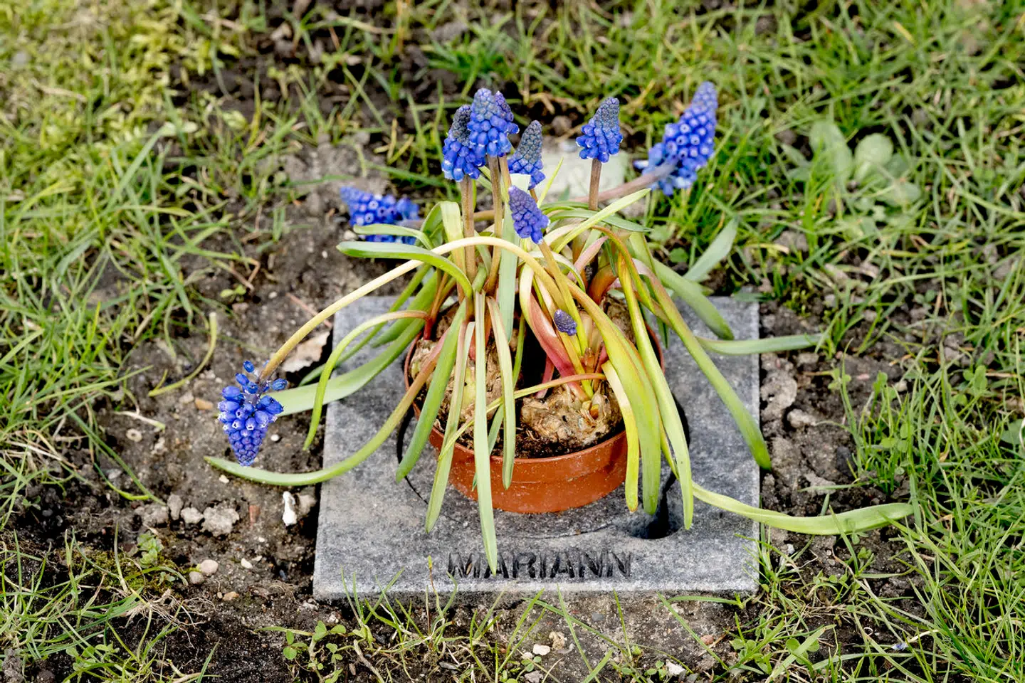 Ebbe Preisler besøger næsten dagligt Marianns gravsted.