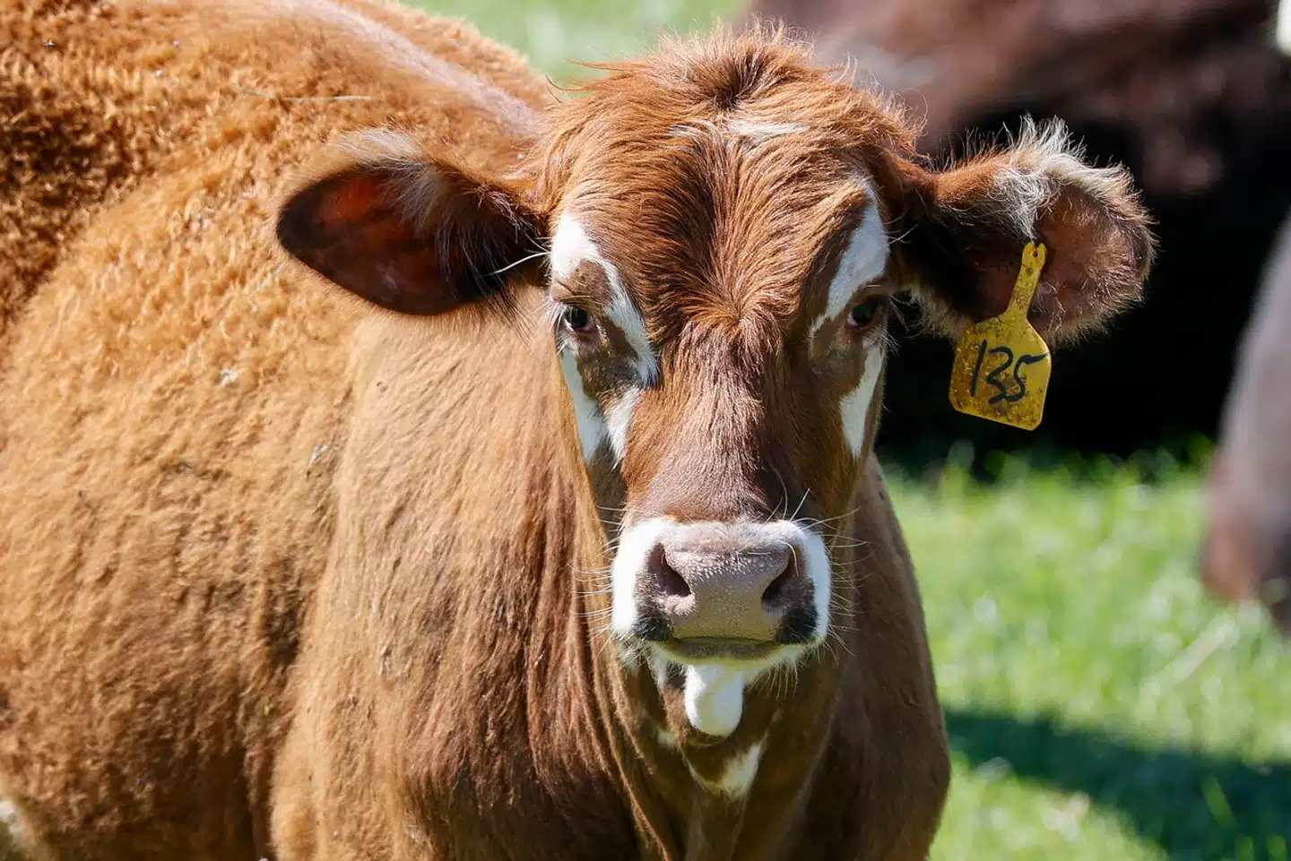 En mand i Texas har fået fugleinfluenza fra malkekvæg og er dermed det første menneske, der smittes med virussen gennem et pattedyr. Arkivfoto: Adam Davis, Scanpix
