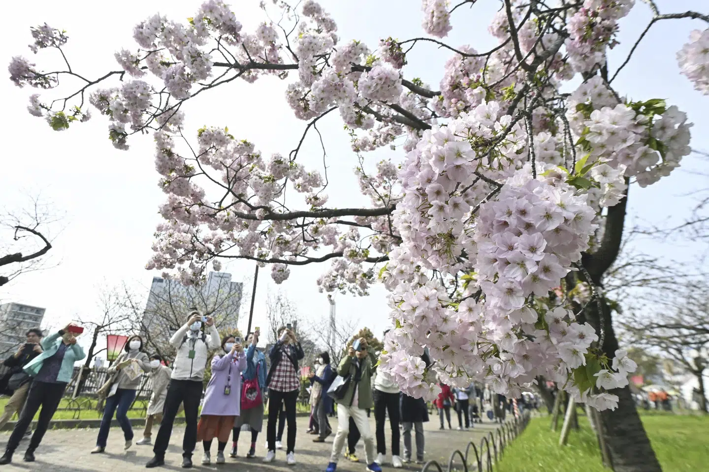Folk fotograferer kirsebærtræernes blomstring i en park i den vestlige by Osaka fredag.