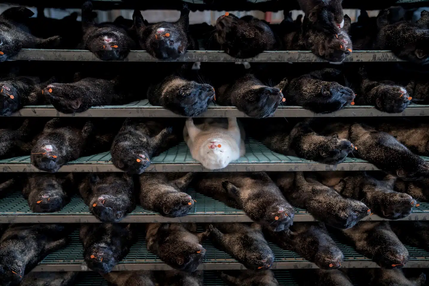 Zetland beskriver i dag en hidtil ukendt rapport fra konsulenthuset Ernst & Young, der viser, at erstatningen til landets minkavlere kan ende med at blive ti milliarder kroner for dyr.