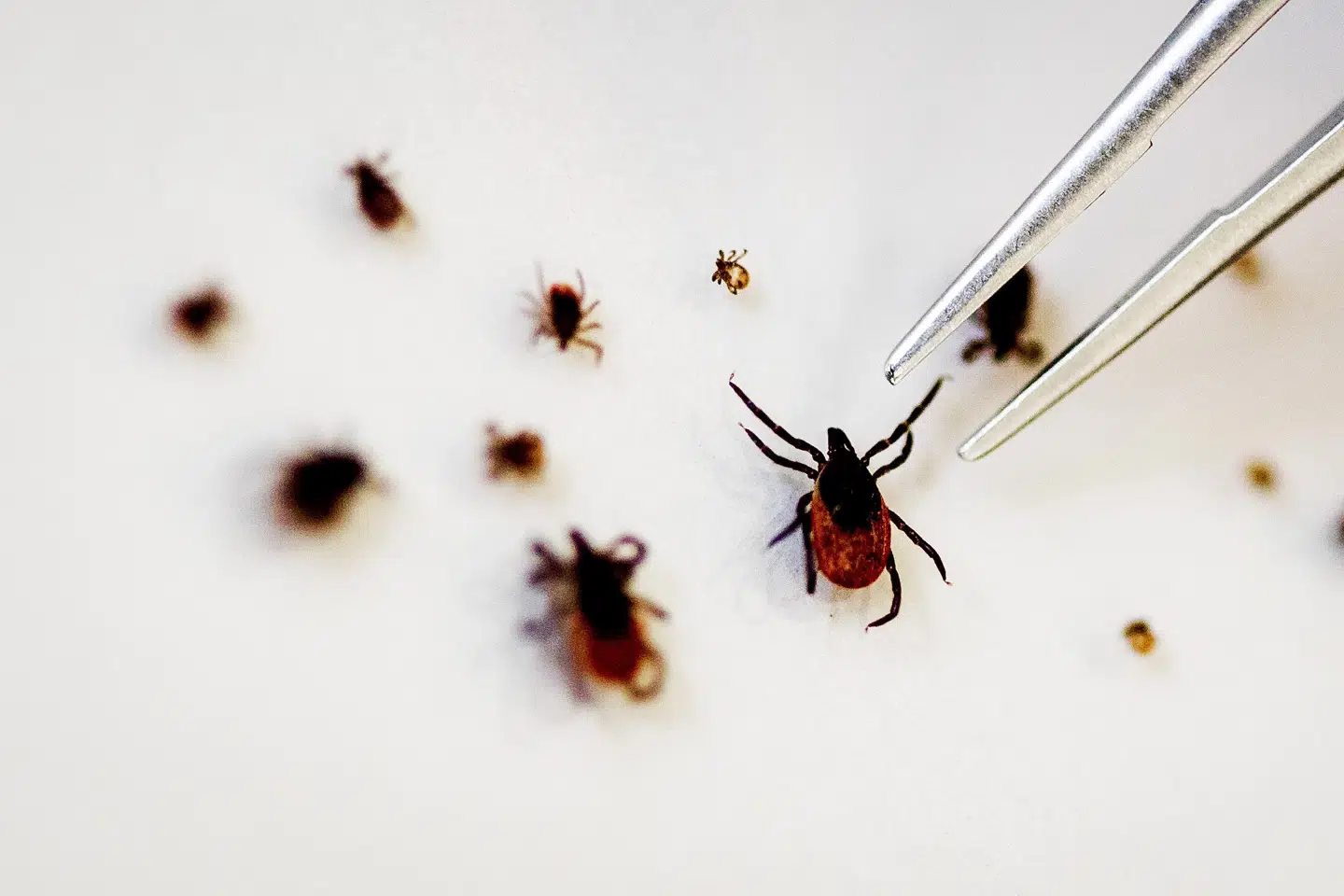 TBE, centraleuropæisk hjernebetændelse, skyldes en virus, som overføres fra flåter til mennesker. (Arkivfoto).