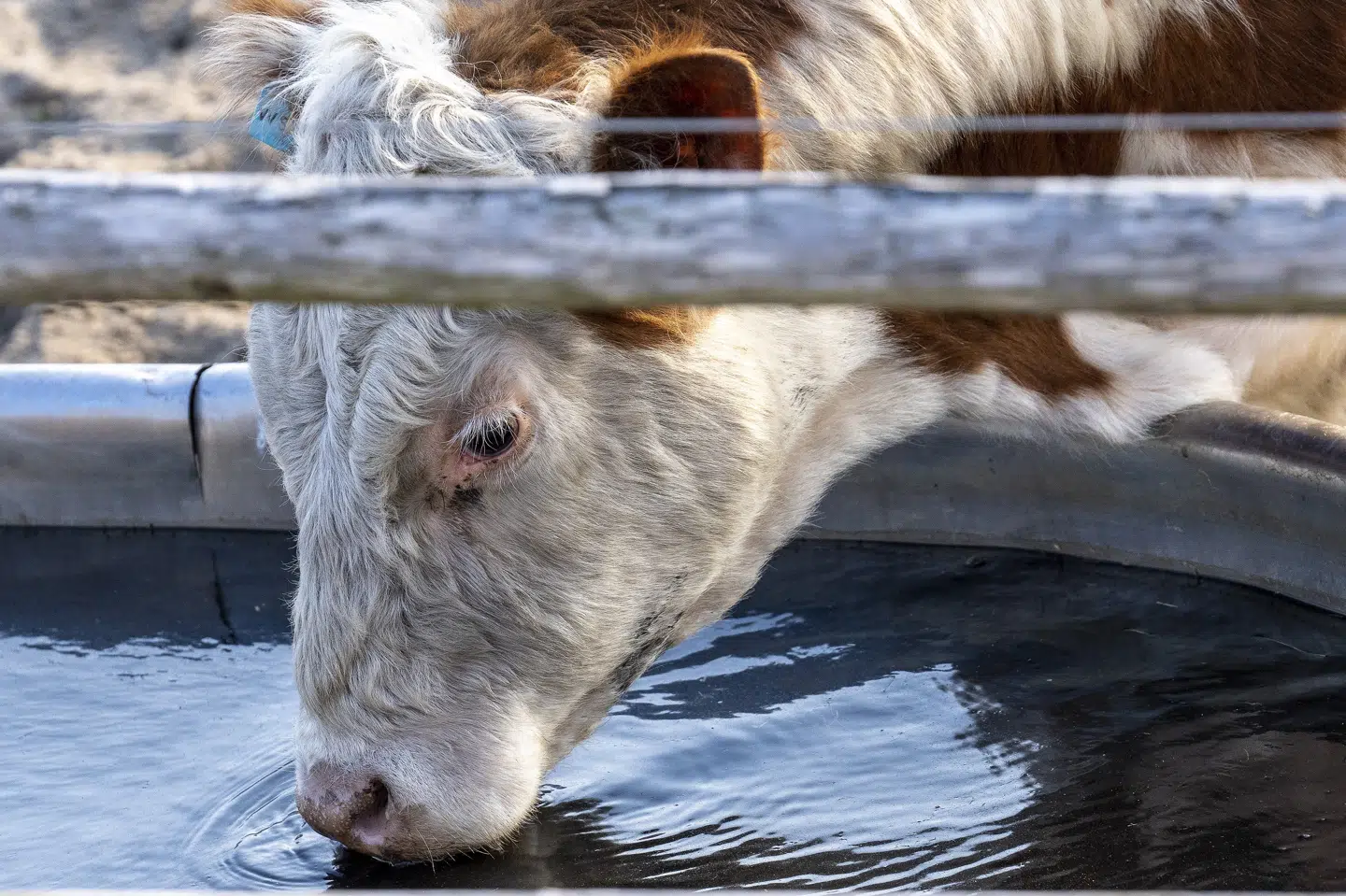 Cirka ti procent af Danmarks 8000 kvægbrug benytter sig af ordningen, der giver mulighed for at udlede mere kvælstof fra husdyrgødning. (Arkivfoto).