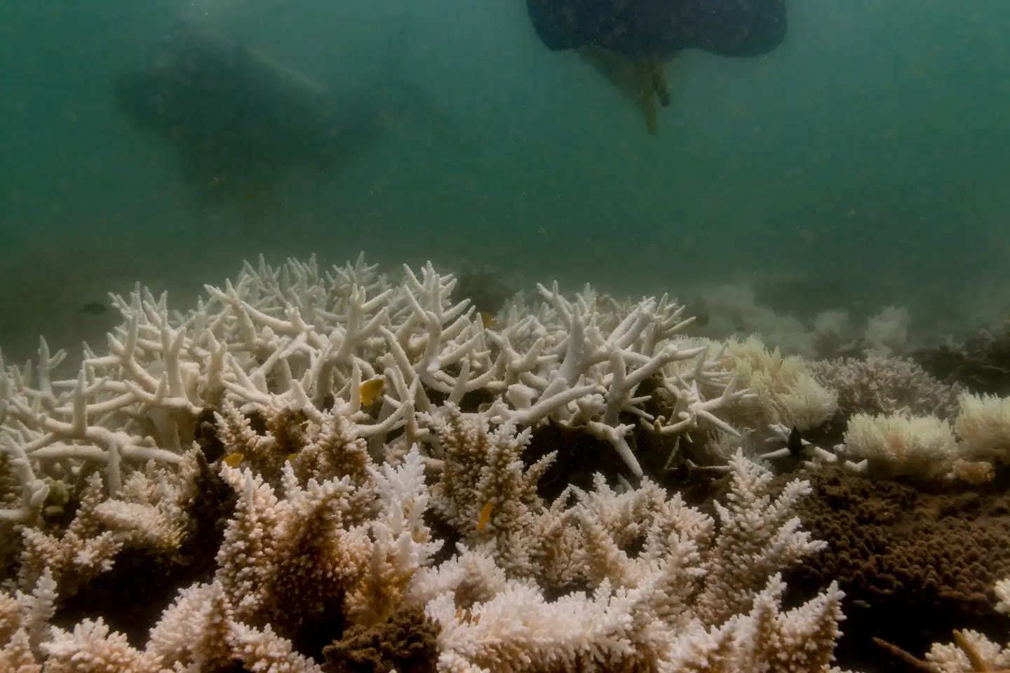 En dykker undersøger koralblegning ved Great Barrier Reef i Australien i sidste måned. Amerikanske forskere i Washington siger ifølge AFP, at verden igen oplever koralblegning, hvilket betyder, at temperaturerne i havene er stigende. (Arkivfoto).